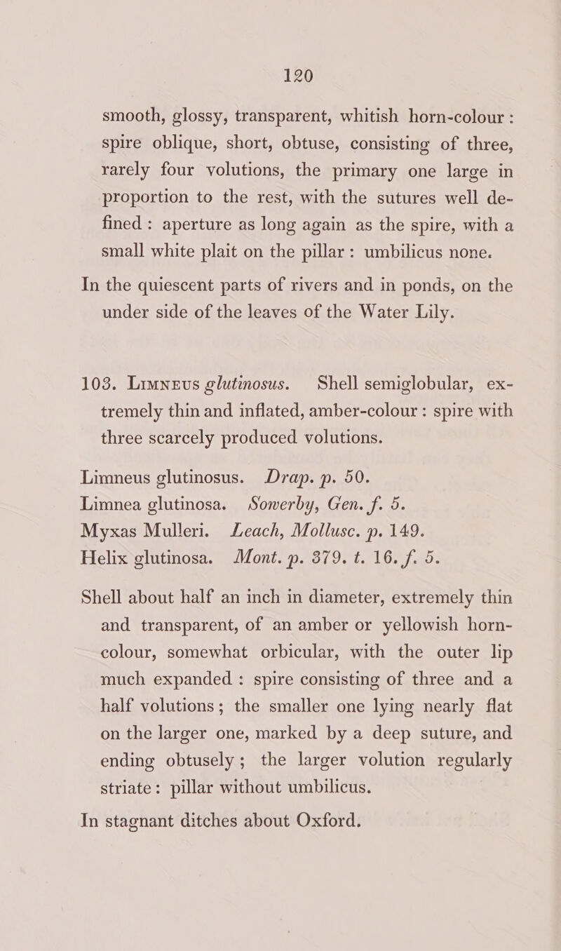smooth, glossy, transparent, whitish horn-colour : spire oblique, short, obtuse, consisting of three, rarely four volutions, the primary one large in proportion to the rest, with the sutures well de- fined : aperture as long again as the spire, with a smal] white plait on the pillar: umbilicus none. In the quiescent parts of rivers and in ponds, on the under side of the leaves of the Water Lily. 103. Limnevs glutmosus. Shell semiglobular, ex- tremely thin and inflated, amber-colour : spire with three scarcely produced volutions. Limneus glutinosus. Drap. p. 50. Limnea glutinosa. Sowerby, Gen. f. 5. Myxas Mulleri. Leach, Mollusc. p. 149. Helix glutinosa. Mont. p. 379. t. 16. f. 5. Shell about half an inch in diameter, extremely thin and transparent, of an amber or yellowish horn- colour, somewhat orbicular, with the outer lip much expanded : spire consisting of three and a half volutions; the smaller one lying nearly flat on the larger one, marked by a deep suture, and ending obtusely; the larger volution regularly striate: pillar without umbilicus. In stagnant ditches about Oxford.
