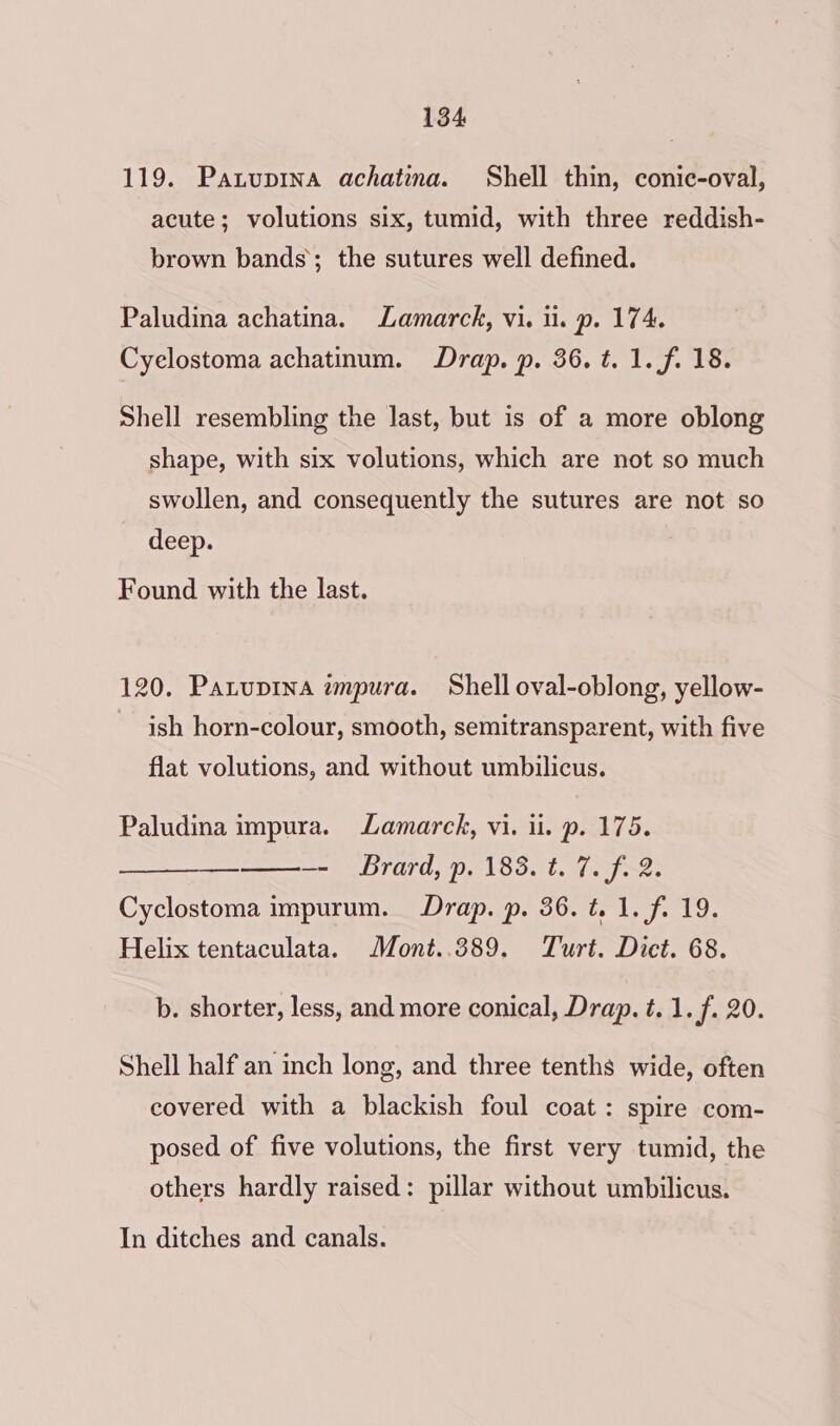 119. Pazupina achatina. Shell thin, conic-oval, acute; volutions six, tumid, with three reddish- brown bands; the sutures well defined. Paludina achatina. Lamarck, vi. ii. p. 174. Cyelostoma achatinum. Drap. p. 36. t. 1. f. 18. Shell resembling the last, but is of a more oblong shape, with six volutions, which are not so much swollen, and consequently the sutures are not so deep. Found with the last. 120. Panuptna impura. Shell oval-oblong, yellow- ish horn-colour, smooth, semitransparent, with five flat volutions, and without umbilicus. Paludina impura. Lamarck, vi. ii. p. 175. —- Brard, p. 183. t. 7. f. 2. Cyclostoma impurum. Drap. p. 36. t. 1. f. 19. Helix tentaculata. Mont..389. Turt. Dict. 68. —e b. shorter, less, and more conical, Drap. t. 1. f. 20. Shell half an inch long, and three tenths wide, often covered with a blackish foul coat: spire com- posed of five volutions, the first very tumid, the others hardly raised: pillar without umbilicus.