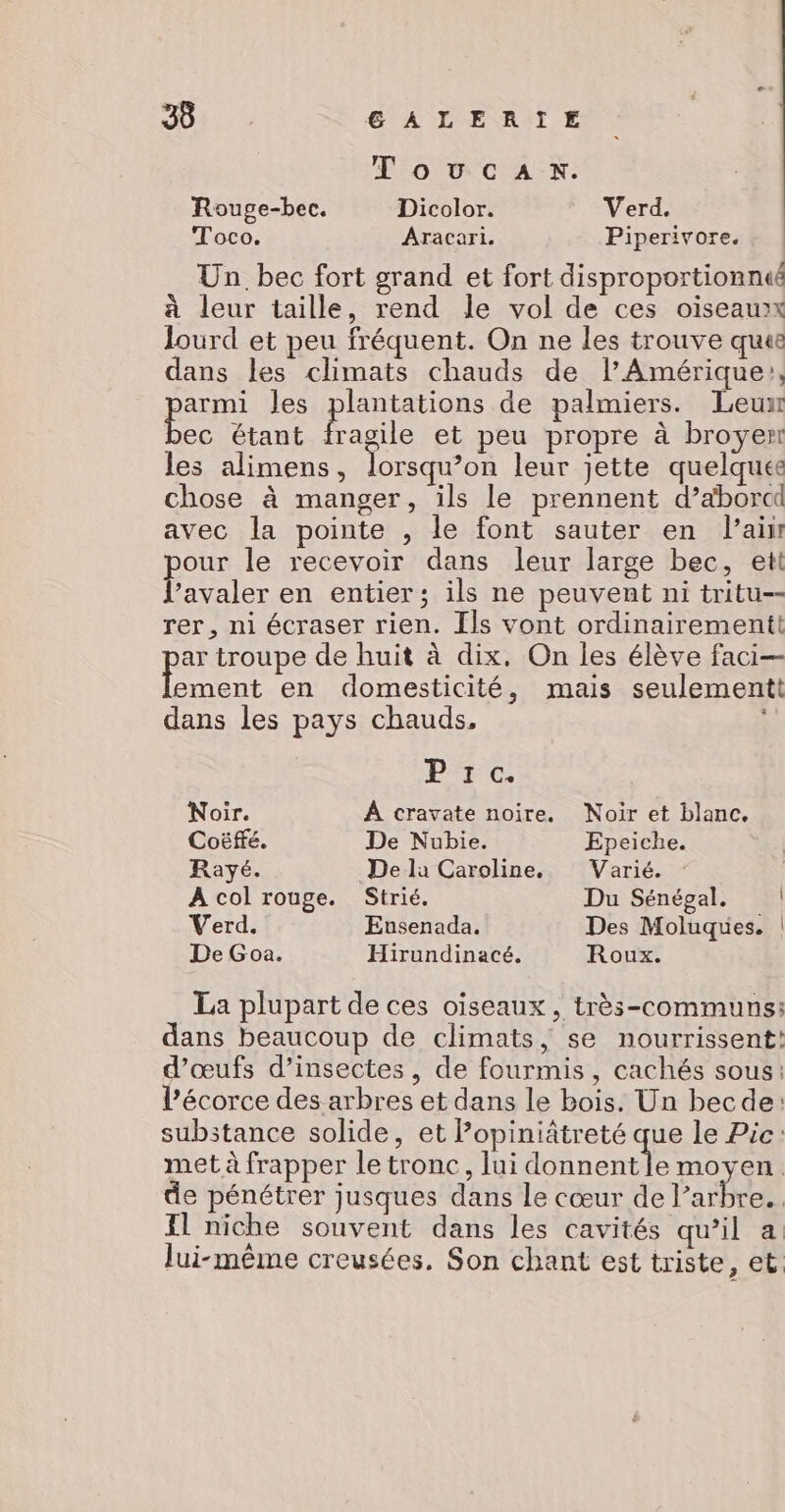 Toucanx. Rouge-bec. Dicolor. Verd. Toco. Aracari. Piperivore. | Un bec fort grand et fort disproportionné à leur taille, rend le vol de ces oiseaux lourd et peu fréquent. On ne les trouve que dans les climats chauds de l’Amérique, armi les plantations de palmiers. Leu étant fragile et peu propre à broyen les alimens, lorsqu’on leur jette quelques chose à manger, ils le prennent d’abord avec la pointe , le font sauter en lai our le recevoir dans leur large bec, ett ES en entier; ils ne peuvent ni tritu-- rer, ni écraser rien. Ils vont ordinairementt ar troupe de huit à dix. On les élève faci— pe en domesticité, mais seulementt dans les pays chauds, P+cC. Noir. À cravate noire. Noir et blanc, Coëffé. De Nubie. Epeiche. Rayé. De la Caroline, Varié. A col rouge. Strié. Du Sénégal. | Verd. Ensenada. Des Moluques. | De Goa. Hirundinacé. Roux. La plupart de ces oiseaux, très-communs: dans beaucoup de climats, se nourrissent: d’œufs d’insectes, de fourmis , cachés sous: l'écorce des arbres et dans le bois. Un becde: substance solide, et Popiniâtreté que le Pic: met à frapper le tronc, lui donnentle moyen. de pénétrer jusques dans le cœur de Pare | Il niche souvent dans les cavités qu’il a. lui-même creusées. Son chant est triste, et: