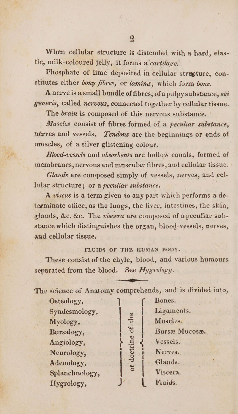 Z When cellular structure is distended with a hard, elas- tic, milk-coloured jelly, it forms a cartilage. Phosphate of lime deposited in cellular strugture, con- stitutes either bony fibres, or lamine, which form bone. A nerve is asmall bundle of fibres, of a pulpy substance, swi generis, called nervous, connected together by cellular tissue. The brain is composed of this nervous substance. - Muscles consist of fibres formed of a peculiar substance, nerves and vessels. ZYendons are the beginnings or ends of muscles, of a silver glistening colour. Blood-vessels and absorbents are hollow canals, formed of membranes, nervous and muscular fibres, and cellular tissue. Glands are composed simply of vessels, nerves, and cel- luiar structure; or a peculiar substance. | A viscus is a term given to any part which performs a de- terminate office, as the lungs, the liver, intestines, the skin, wlands, &c. &c. The viscera are composed of a peculiar sub- stance which distinguishes the organ, blood-vessels, nerves, and cellular tissue. , FLUIDS OF THE HUMAN BODY. These consist of the chyle, blood, and various humours separated from the blood. See Hygrology. clini ‘The science of Anatomy comprehends, and is divided into, Osteology, 7 ( Bones. Syndesmology, és | Ligaments. Myology, | cs Muscles: Bursalogy, ' S Burse Mucose. Angiology, - a < Vessels. Neurology, t 8 Nerves. Adenology, | = [> Glands. Splanchnology, - | Viscera. Hygrology, J | Fluids.