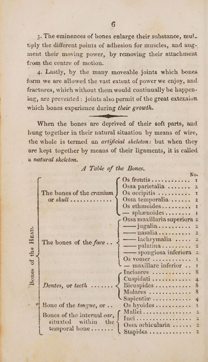 Bones of the Heap. 3. The eminences of bones enlarge their substance, mul. tiply the different points of adhesion for muscles, and aug- meut their moving power, by removing their attachment from the centre of motion. 4. Lastly, by the many moveable joints which bones form we are allowed the vast extent of power we enjoy, and fractures, which without them would continually be happen- ing, are prevented: joints also permit of the great extension which bones experience during their growth. EE , When the bones are deprived of their soft parts, and hung together in their natural situation by means of wire, the whole is termed an artificial skeleton: but when they are kept together by means of their ligaments, it is called a natural skeleton. ‘A Table of the Bones. C Os trontis write Se lets Ossa parietalia ....... | The bones of the cranium J Os occipitis ........6. OR SRM a iisiseee ev scae Y Ossa temporaliagn ou, Os ethmoides.......63 — sphenoides........ Ossa maxillaria superiora Jitwalias solemiees<: Wasalia scthes scsieii0 lachrymalia ee palatina.....-.. . spongiosa inferiora | Os vomer ....-...+55- —- maxillare inferior .. | -Incisores .... +. aha ate Cuspidatirs.s o<ewwisols | Dentes, or teeth ..... Bicuspides .. ssereens N The bones of the face ave < WAOIANES® « 4.0 9:40 -ctens 55,305 ' ene aette eete fees *| Bone of the tongue, or . Bones of the internal ue ' situated within L temporal bone.... CRs, A Ossa orbicularia ....4. Stapides ...csescsacae Py Py HB COP OR HRPNRN RNR eH