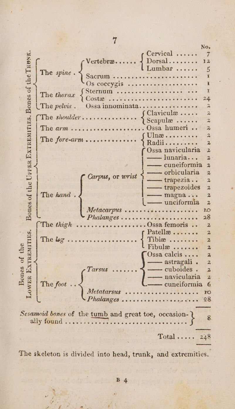 e No. Pe Cervical Gos F Ss Vertebras ss. 4 Dorsal vsses. 12 as ; Lumbar .. 6 one 7 5 9D The: spine . SACU. .)./. esieinny dante ale seacet OE = Os 2 eS fe eee : iS St@RUnta’ 6 fave cis oa case ee es sence &lt;™ g | The thorax Castel ou thon Beis Shh Ptah, SHE Bs bh i &amp; The pelvis. Ossainnominata...... teense Pah 2k a Seaplae OL: a foo) PNG GINO clade b avialele's visiels v0 ba’ Oasa; Rumer 64&gt; = hs UNS en ss yen Bare ene cacial sly isle Wh SI ee ae ee 5 Ossa navicularia 2 mo lunaria... 2 ad —— cuneiformia 2 a | Ca : gia orbicularia 2 = | EPR Gren trapezia.. 2 2 | agbonatey 2 “: | The hand . magna. 2 oD nso huepoouis 2 v . Al MAALATOUS 6 oo FFE h es oh Ce Vw So ID ea) PHANG! 5 oe ccc eivgtscccvvece 20 (The thigh’. 4. ves dee éi' sae Ossafemors 12 8 Patelles iigiit. 00 2 3 TRS ae avs pee yneen se | ee 2 O um 5 4 Fibule 8) Sie isaeae 2 Sl Ossa calcis.... 2 5 # : poe astragali. 2 &amp; TOPEUR oes &gt; ¢ cuboides. 2 oe ae ) navicularia z mE | The foot .. —— cuneiformia 6 Q LIAO SUS 0 's'5 Bp es he OO Zt PHM ES is 14/06 KES Chews say Gr BE Sesamoid bones of the tumb and great toe, ie 8 ally found . TOT Re rel e's e908 iid wero et ws . EON cscs eae The skeleton is divided into head, trunk, and extremities.