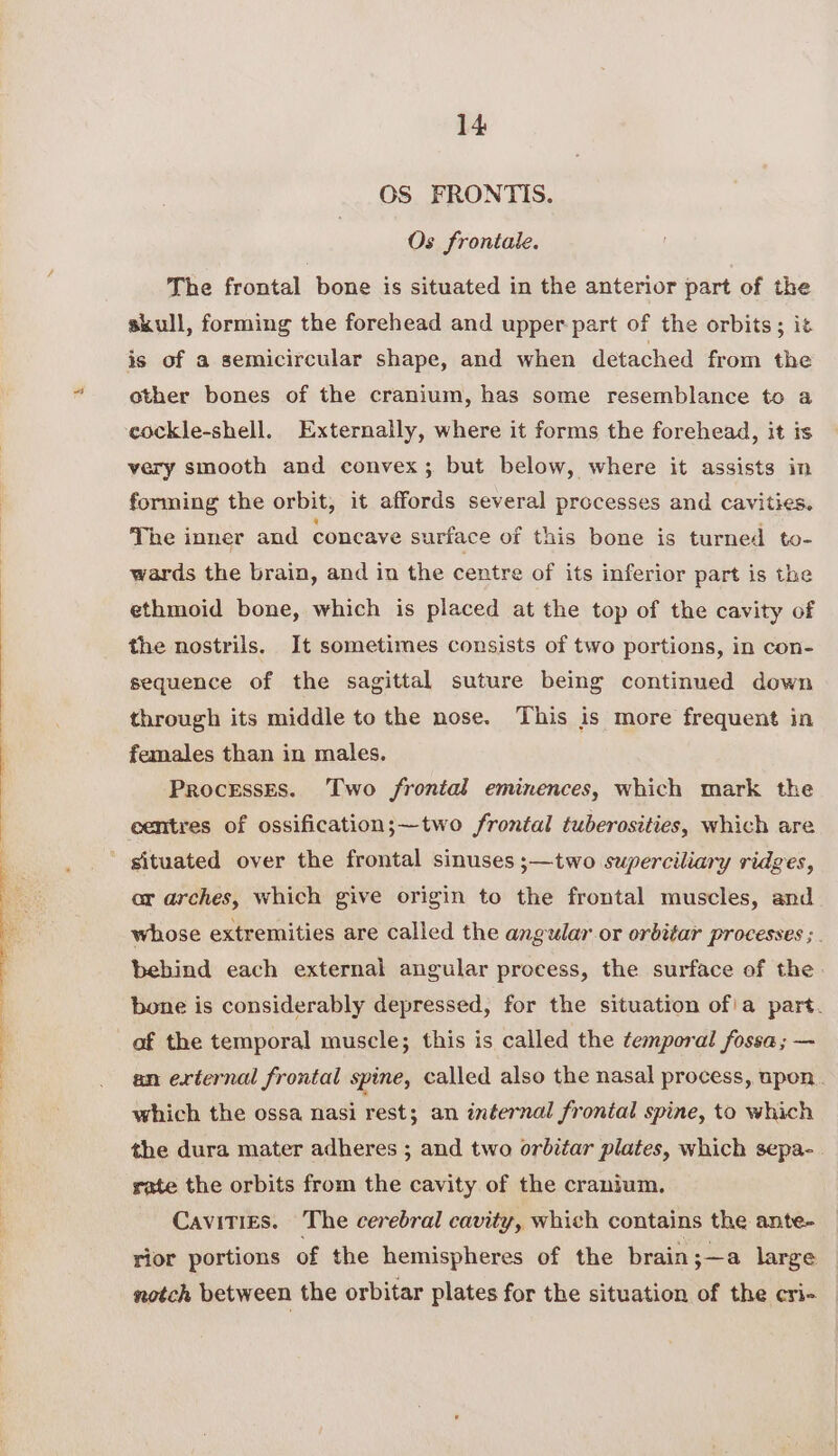 “a OS FRONTIS. Os frontale. The frontal bone is situated in the anterior part of the skull, forming the forehead and upper part of the orbits; it is of a semicircular shape, and when detached from the other bones of the cranium, has some resemblance to a very smooth and convex; but below, where it assists in forming the orbit, it affords several processes and cavities. The inner and concave surface of this bone is turned to- wards the brain, and in the centre of its inferior part is the ethmoid bone, which is placed at the top of the cavity of the nostrils. It sometimes consists of two portions, in con- sequence of the sagittal suture being continued down through its middle to the nose. This is more frequent in females than in males. ProcessEs. Two frontal eminences, which mark the eentres of ossification;—two frontal tuberosities, which are ar arches, which give origin to the frontal muscles, and whose extremities are called the angular or orbitar processes ;. behind each external angular process, the surface of the. bone is considerably depressed, for the situation of!a part. af the temporal muscle; this is called the temporal fossa; — an external frontal spine, called also the nasal process, upon . which the ossa nasi rest; an internal frontal spine, to which the dura mater adheres ; and two orbitar plates, which sepa-. rate the orbits from the cavity of the cranium. Cavities. The cerebral cavity, which contains the ante- rior portions of the hemispheres of the brain ;—a large notch between the orbitar plates for the situation of the cri-