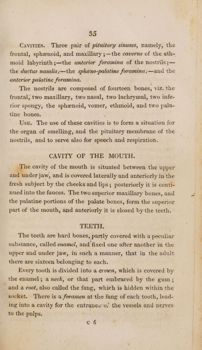 Cavities. Three pair of pituitary sinuses, namely, the frontal, sphenoid, and maxillary ;—the caverns of the eth- moid labyrinth;—the anterior foramina of the nostrils ;— the ductus nasalis;—the spheno-palatine foramina ;—and the antertor palatine foramina. The nostrils are composed of fourteen bones, viz. the frontal; two maxillary, two nasal, two lachrymal, two infe- rior spongy, the sphenoid, vomer, ethmoid, and two pala- _tine bones, ; _ Use. The use of these cavities is to form a situation for the organ of smelling, and the pituitary membrane of the nostrils, and to serve also for speech and respiration. CAVITY OF THE MOUTH. The cavity of the mouth is situated between the upper and under jaw, and is covered laterally and anteriorly in the fresh subject by the cheeks and lips; posteriorly it is conti- nued into the fauces. The two superior maxillary bones, and the palatine portions of the palate bones, form the superior part of the mouth, and anteriorly it is closed by the teeth. TEETH. The teeth are hard bones, partly covered with a peculiar substance, called enamel, and fixed one after another in the upper and under jaw, in such a manner, that in the adult there are sixteen belonging to each. Every tooth is divided into a crown, which is covered by the enamel; a neck, or that part embraced by the gum; and a root, also called the fang, which is hidden within the socket. There is a foramen at the fang of each tooth, lead- ing into a cavity for the entrangw or the vessels and nerves to the pulps. . | e 6