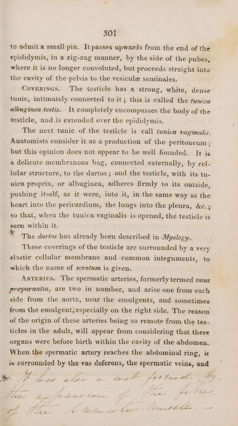 to admit a small pin. It passes upwards from the end of the epididymis, in a zig-zag manner, by the side of the pubes, where it is no longer convoluted, but proceeds straight into the cavity of the pelvis to the vesicule seminales, CovERINGS. The testicle has a strong, white, dense tuni¢, intimately conneeted to it; this is called the tenica albuginea testis. It completely encompasses the body of the testicle, and is extended over the epididymis. The next tunic of the testicle is call tunica vaginalis, Anatomists consider it as a production of the peritoneum ; but this opinion does not appear to be well founded. It is a delicate membranous bag, connected externally, by cel- lular structure, to the dartos; and the testicle, with its tu- nica propria, or albuginea, adheres firmly to its outside, pushing itself, as it were, into it, in the same way as the heart into the pericardium, the lungs into the pleura, &amp;c.; so that, when the tunica vaginalis is opened, the testicle is seen within it. ” The dartos has already been described in Myology. These coverings of the testicle are surrounded by a very elastic cellular membrane and common integuments, to whicb the name of scrotum is given. ARTERIES. The spermatic arteries, formerly termed vasa preparantia, are two in number, and arise one from each side from the aorta, near the emulgents, and sometimes from the emulgent;especially on the right side. The reason of the origin of these arteries being so remote from the tes- ticles in the adult, will appear from considering that these organs were before birth within the cavity of the abdomen. When the spermatic artery reaches the abdominal ring, it is surrounded by the vas deferens, the spermatic veins, and ee ota yore agin yale Sy hae —— A f ee P y J * Ltt IL Ce ae oa ee: t-(t-22.7 “2p-Z&lt; f fe pot j ; EID fo DD ie ony = i pEFe 6 (CliLe.a7 Ce Aaa fo é ~