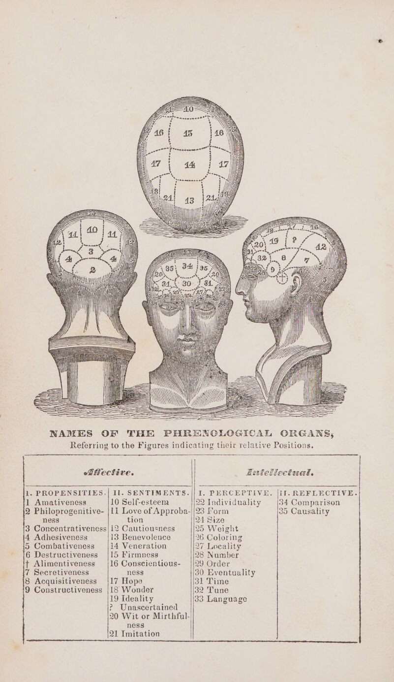Saas ie Ccoemnne ng ‘| ei H : 4 | iy - )) \) ig cs é Zor “ oe of 7 ) fo \35; 34 ™ Be a en may) yp 5 < ce 30. Yar a a td ¢ 9) RA iat \ Jee Dg \' — \ aS ‘ = | Ff - , i vi | e% des 2 bee Qe THE PHRENCLOGICAL ORGANS; 1. PROPENSITIES. 1 Amativeness 2 Philopregenitive- ness 3 Concentrativeness 4 Adhesiveness 5 Combativeness 6 Destructiveness j Alimentiveness 7 Secretiveness 8 Acquisitiveness 9 Constructiveness Emteilectual, If. REFLECTIVE. 34 Comparison 35 Causality I. PERCEPTIVE. 22 Individuality 23 Form 24 Size 25 Weight 26 Coloring 27 Locality 28 Number 29 Order Il. SENTIMENTS. 10 Self-esteem 1i Love of Approba- tion 12 Cautiousness 13 Benevolence 14 Veneration 15 Firmness 16 Conscientious- ness 30 Eventuality 17 Hope 31 Time 18 Wonder 32 Tune 19 Ideality ? Unascertained 20 Wit or Mirthful- ness 21 Imitation 33 Language