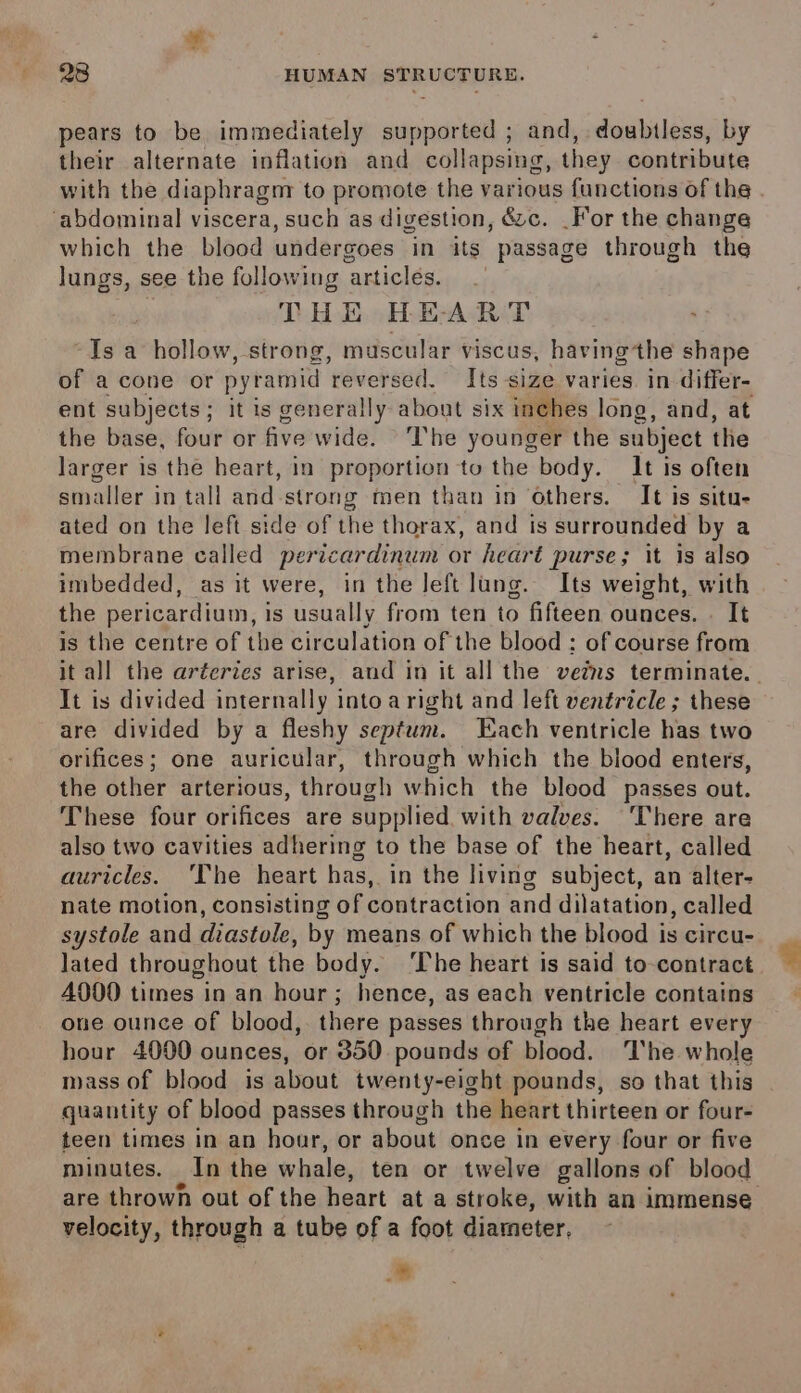 of 28 HUMAN STRUCTURE. pears to be immediately supported ; and, doubtless, by their alternate inflation and collapsing, they contribute with the diaphragm to promote the various functions of the ‘abdominal viscera, such as digestion, é&amp;&amp;c. For the change which the blood undergoes in its passage through the lungs, see the following articles. THE HEART “Is a hollow, strong, muscular viscus, having the shape of a cone or pyramid reversed. Its size varies. in differ- ent subjects; it is generally about six inches long, and, at the base, four or five wide. The younger the subject the larger is the heart, in proportion to the body. It is often smaller in tall and strong men than in others. It is situ- ated on the left side of the thorax, and is surrounded by a membrane called pertcardinum or heart purse; it is also imbedded, as it were, in the left lung. Its weight, with the pericardium, is usually from ten to fifteen ounces. It is the centre of the circulation of the blood ; of course from it all the arécries arise, and in it all the veins terminate. It is divided internally into aright and left ventricle ; these are divided by a fleshy septum. Each ventricle has two orifices; one auricular, through which the blood enters, the other arterious, through which the blood passes out. These four orifices are supplied with valves. There are also two cavities adhering to the base of the heart, called auricles. ‘The heart has, in the living subject, an alter- nate motion, consisting of contraction and dilatation, called systole and diastole, by means of which the blood is circu- lated throughout the body. ‘The heart is said to-contract 40900 times in an hour; hence, as each ventricle contatns one ounce of blood, there passes through the heart every hour 4090 ounces, or 350 pounds of blood. ‘The whole mass of blood is about twenty-eight pounds, so that this quantity of blood passes through the heart thirteen or four- teen times in an hour, or about once in every four or five minutes. In the whale, ten or twelve gallons of blood are throwh out of the heart at a stroke, with an immense velocity, through a tube of a foot diameter, -*