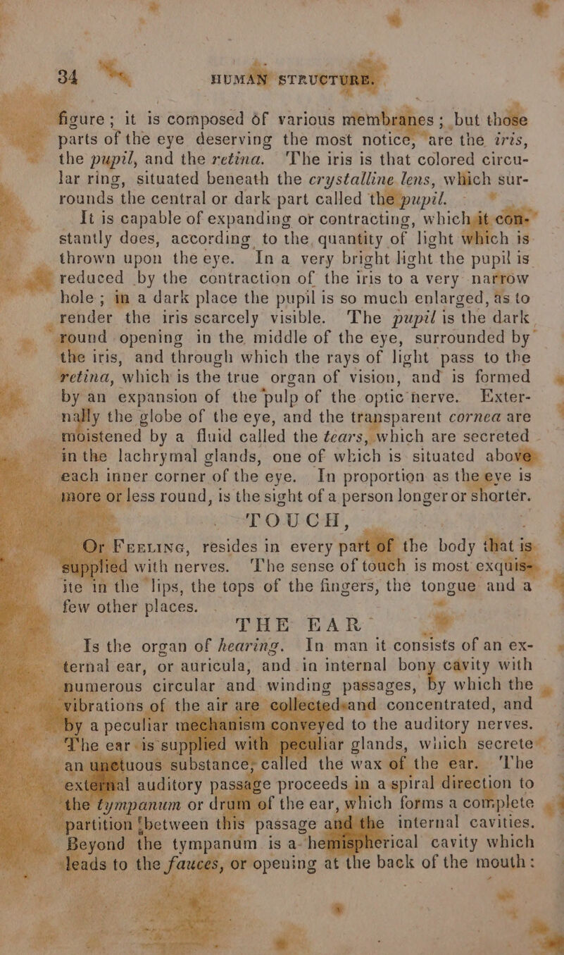 B he iinet aA | Bie hate : it is : composed of various me s; but chdee sy parts of the eye deserving the most notice, Mare the zs, the pupil, and the retina. ‘The iris is that colored circu- lar ring, situated beneath the crystalline lens, which sur- rounds. a central or dark part called the pupil. ete It is capable of expanding or contracting, hich stantly does, according to the, quantity. of light h is- thrown upon theeye. Ina very bright light the pupil is. reduced by the contraction of the iris to a very narrow hole; im a dark place the pupil is so much enlarged, as to render the iris scarcely visible. The pupil is ‘the dark round. opening in the middle of the eye, surrounded by ne iris, and through which the rays of light pass to the ‘retina, which i is the true organ of vision, and is formed afi an expansion of the pulp of the optic’ herve. Exter- y the globe of the eye, and the transparent cornea are istened by a fluid called the tears, which are secreted hi inner corner, “of the eye. In proportion as haere is less round, is the sight of a person longer or shorter. TOUCH, few other places. | -* THE EAR &lt;* Is the organ of hearing. In man it consists of an ex- ‘ternal ear, or auricula, and in internal oe cavity with merous circular and winding passages, rm ya te a edeand concentrated, and me wax the ear. The n aspiral direction to ) ich forms a co splete een thi passage at internal cavities. le tympanum. is a~h ‘ical cavity which 1 pe pening at the back bea the mouth : -— * a a. 7