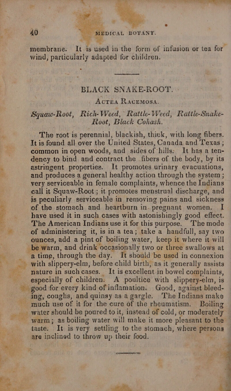 40 membrane. It is diged in the form of infusion or tea for wind, particularly adapted for children. BLACK SNAKE-ROOT. Acrea RACEMOSA. Squaw-Root, Rich- Weed, Reatile- We eed, Raitle-Snake- Root, Black Cohash. : The root is perennial, blackish, thick, with long fibers. ie It is found all over the United States, Canada and Texas ; Zz: common in open woods, and sides of hills: It has a ten- dency to bind and contract the _fibers of the body, by its astringent properties. It promotes urinary evacuations, * as and produces a general healthy action through the system ; very serviceable in female complaints, whence the Indians ba call it Squaw-Root ; it promotes menstrual discharge, and m is peculiarly serviceable in removing pains and sickness 4 of the stomach and heartburn in. pregnant women. I have used it in such cases with astonishingly good effect. “at The American Indians use it for this purpose. The mode - of administering it, is in a tea; take a handfull, say two ounces, add a pint of boiling water, keep it where it will e warm, and drink occasionally two or three swallows at a time, through the day. It should be used in connexion with slippery-elm, before child birth, as it generally assists nature in suchcases. It is excellent in bowel complaints, especially of children. A poultice with slippery-elm, is | good for every kind of inflamation. Good, against bleed- _ ing, coughs, and quinsy as a gargle. The Indians make et auch use of it for the eure of the rheumatism. Boiling ie water should be poured to it, instead of cold, or moderately warm ; as boiling water will make it more pleasant to the | taste. It is very settling to the stomach, where persons are inclined to throw up their food. *S Ee