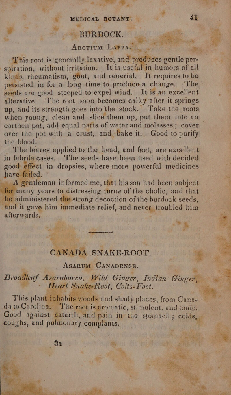 2 2 * MEDICAL BOTANY: &gt; ‘ wr 4] ? . | ee i ¥ ries * BURDOCK. ‘ae Bs / Arcrium Lapra. foes This root is generally laxative, and produc ‘ -spiration, without irritation. It is useful in humors of all | kinds, rheumatism, gout, and venerial. It requires to be a persisted in for a long time to produce-a change. ‘The a seeds are good steeped to expel wind. It is an excellent alterative. ‘The root soon becomes calky after it springs up, and its strength goes into the stock. Take the roots when young, clean and slice them up, put them into an | earthen pot, add equal parts of water and molasses ; cover over the pot with a crust, and. bake it. Good to purify ) the blood. The leaves applied to the head, and feet, are excellent in febrile cases. ‘he seeds have been used with decided ect in dropsies, where more powerful medicines led. - gentleman informed.me, that his son had been subject 5 nany years to distressing turns of the cholic, and that administered the strong decoction of the burdock seeds, dit gave him ipmvdiate relief, and et egg routed him afterwards, wa SNAKE-ROOT. _ Asarum. CANADENSE. Broailleaf Asarabacca Wild Ginger, Indian Ginge *. eo Teart § ke-Root, Ci pits- Foot. Moe This plant ; dato Carolina “heirs ot ot is aromatic, uiaaenee and seat Good against catarr h, ind pain in the stomach ; colds coughs, ‘and pulmonary complants, ¢