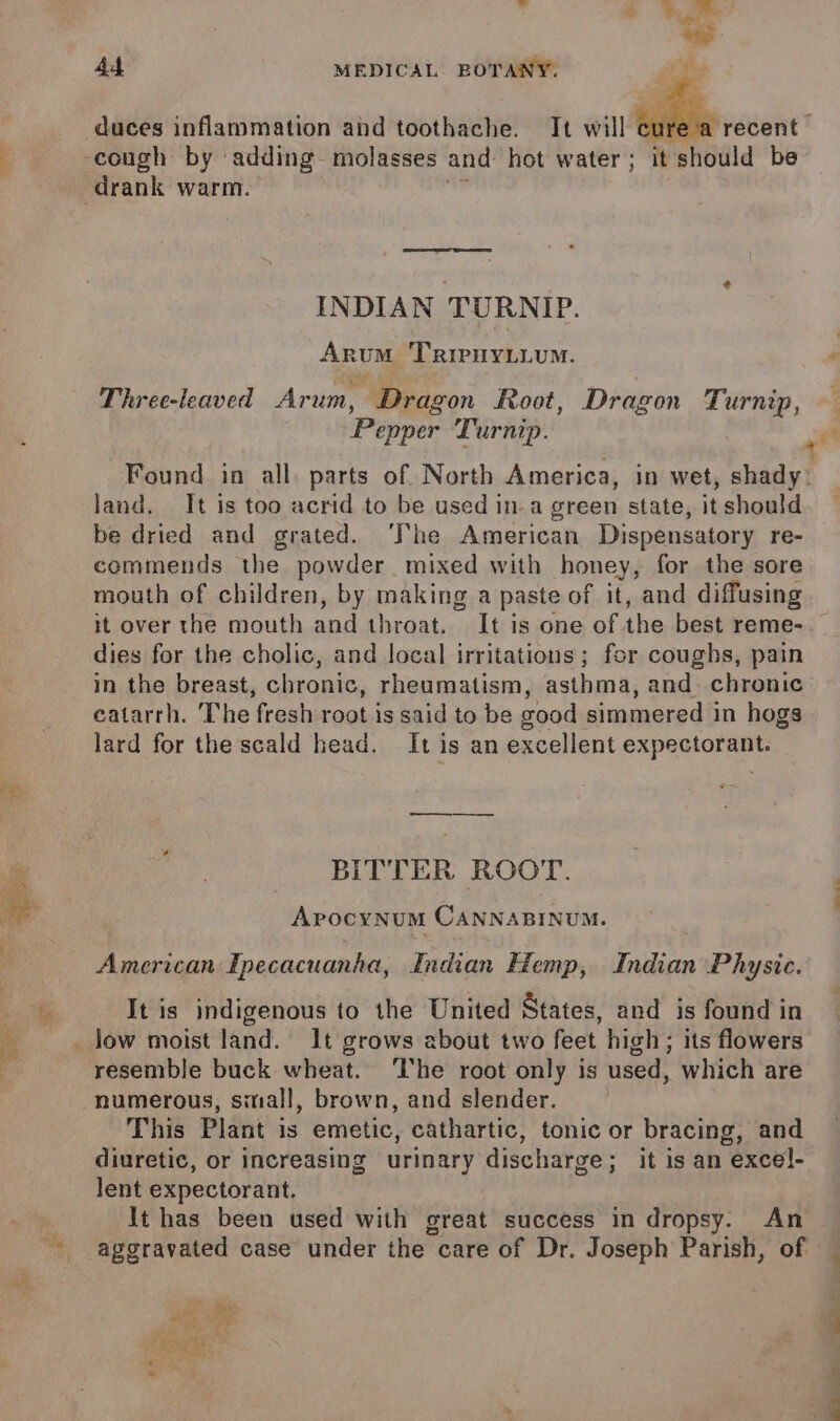 2 é INDIAN TURNIP. Arum TRIPHYLLUM. Three-leaved Arum, Dragon Root, Dragon Turnip, Pepper Turnip. land, It is too acrid to be used in-a green state, it should be dried and grated. ‘The American Dispensatory re- commends the powder mixed with honey, for the sore mouth of children, by making a paste of it, and diffusing it over the mouth and throat, It is one of the best reme- dies for the cholic, and local irritations; for coughs, pain in the breast, chronic, rheumatism, asthma, and chronic eatarrh. The fresh root is said to be good simmered in hogs lard for the scald head. It is an excellent expanorney , BITTER ROOT. ArocynuM CANNABINUM. American Ipecacuanha, Indian Hemp, Indian Physic. It is indigenous to the United States, and is found in low moist land. It grows about two feet high; its flowers resemble buck wheat. ‘Ihe root only is used, which are numerous, small, brown, and slender. This Plant is emetic, cathartic, tonic or bracing, and diuretic, or increasing urinary discharge; it is an excel- lent expectorant. aggravated case under the care of Dr. Joseph Parish, of ae - Pea . pis * 1