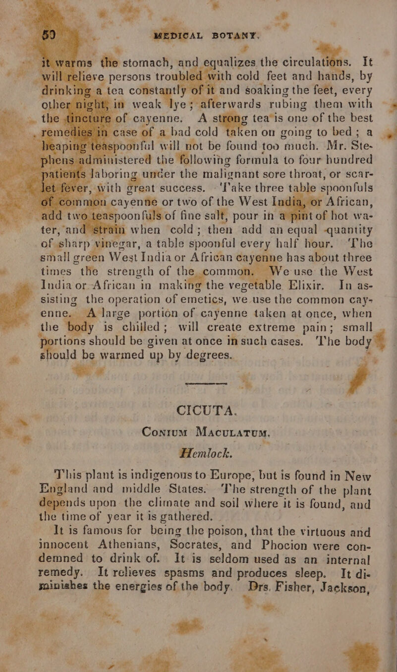 Ri “4 * be E § or &lt;¥ ‘ a sae? 4 , gh ie MEDICAL BOTANY. . *., ms the stomach, and equalizes the circulations. It ieve persons troubled with cold feet and hands, by ‘a tea constantly of it and soaking the feet, every Sin eee ; afterwards rubing them with eof cayenne. A strang tea’is one of the best ase of a bad cold taken on going to bed; a oonful will not be found too much. Mr. Ste- jinistered the following formula to four hundred Jaboring uncer the malignant sore throat, or scar- ar, With great success. - ‘fake three table spoonfuls mon cayenne or two of the West India, or African, add two tea: poonfuls of fine salt, pour in a pint of hot wa- ter, and ‘strain when cold; then add an equal -quantity of sharp vinegar, a table spoonful every half hour. ‘The small green West India or African cayenne has about three 7 times the strength of the common. Weuse the West India or African in making the vege ble Elixir. In as- sisting the operation of emetics, we use the common cay- enne. A large portion of cayenne taken at once, when the body is chilled; will create extreme pain; small _ . 2 a should be given at once Insuch cases. ‘The body © * should be warmed up by degrees. 2. : rs : 3 . ' ¥ See Ris CICUTA. | oy '  - Pa | Conrum Macuratoum. ; Flemiock. | - This plant is indigenous to Europe, but is found in New England and middle States. ‘The strength of the plant “ depends upon the climate and soil where it is found, and the time of year it is gathered. It is famous for being the poison, that the virtuous and innocent Athenians, Socrates, and Phocion were con- demned to drink of. It is seldom used as an internal — remedy. It relieves spasms and produces sleep. It di- miniahes the energies of the body, Drs. Fisher, Jackson, : Pa CS ae eo: * jee’ . . ee we