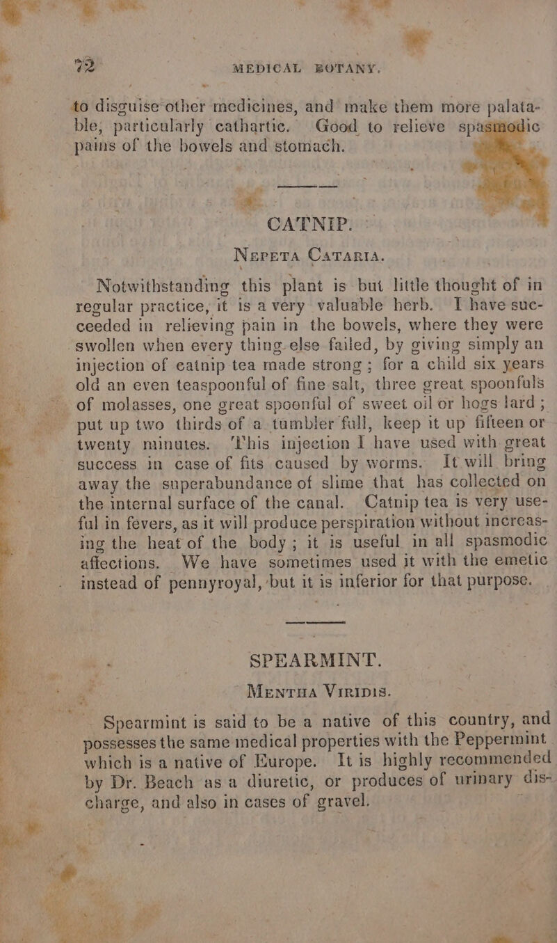 oe . eon aS dz MEDICAL BOTANY. to disguise other medicines, and make them more palata- ble; particularly cathartic. Good to relieve spasmed) pains of the bowels and stomach. ee me CATNIP. Nereta Caranta. Notwithstanding this plant is but little thought of in recular practice, it is avery valuable herb. I have suc- ceeded in relieving pain in the bowels, where they were swollen when every thing else failed, by giving simply an injection of eatnip tea made strong ; for a child six years old an even teaspoonful of fine salt, three great spoonfuls +. of molasses, one great spoonful of sweet oil or hogs lard ; put up two thirds of a tumbler full, keep it up fifteen or | twenty minutes. ‘This injection I have used with great success in case of fits caused by worms. It will, bring away the snperabundance of slime that has collected on the internal surface of the canal. Catnip tea is very use- ful in fevers, as it will produce perspiration without increas- ing the heat of the body; it is useful in all spasmodic afiections. We have sometimes used it with the emetic instead of pennyroyal, but it is inferior for that purpose. 4 ! SPEARMINT. a -Menrua Viripis. Spearmint is said to be a native of this country, and possesses the same medical properties with the Peppermint which is a native of Europe. It is highly recommended by Dr. Beach asa diuretic, or produces of urinary dis- as charge, and also in cases of gravel. oa , rm