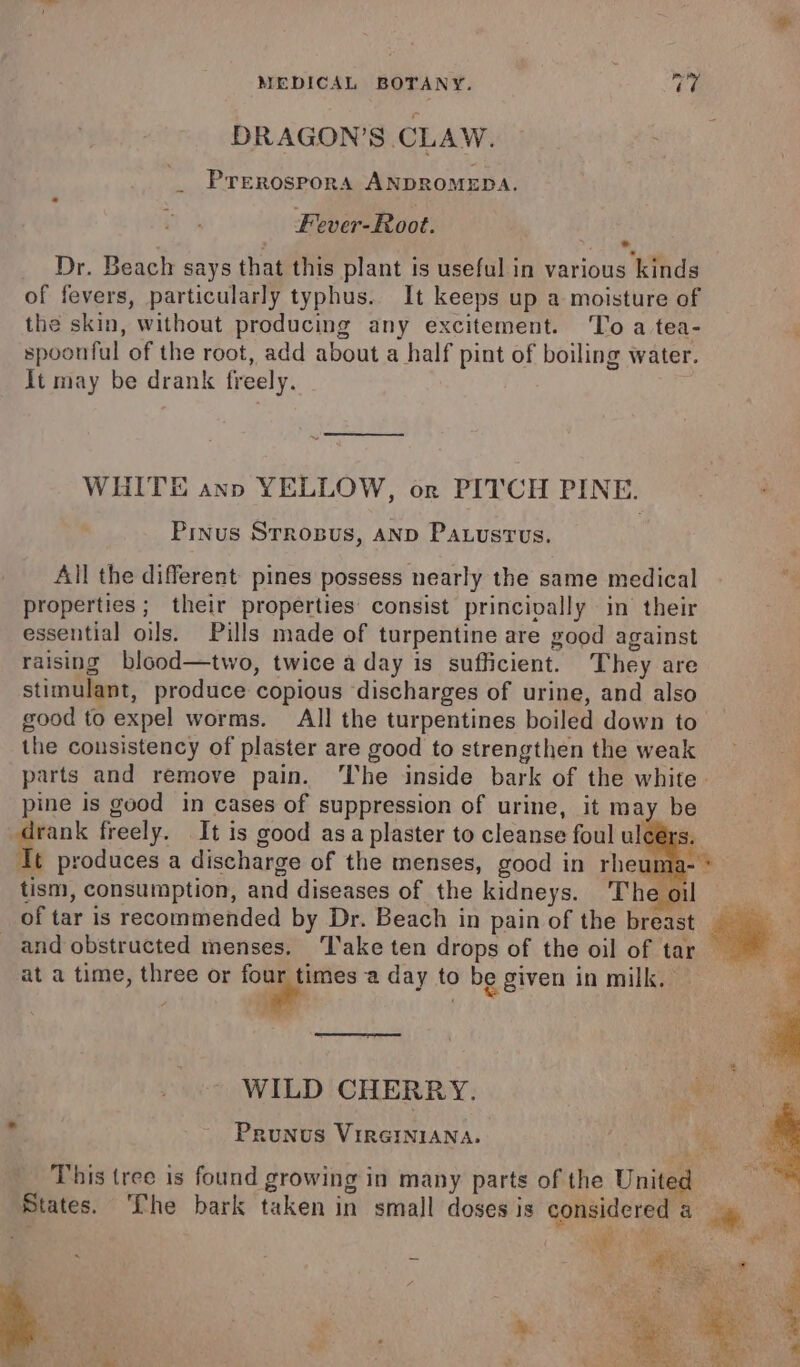 DRAGON'S CLAW. PTEROSPORA ANDROMEDA. Fever-Root. Dr. Beach says that this plant is useful in various kinds of fevers, particularly typhus. It keeps up a moisture of the skin, without producing any excitement. ‘To a tea- spoonful of the root, add about a half pint of boiling water. It may be drank freely. WHITE ann YELLOW, or PITCH PINE. Pinus Srrosus, AND Pa.ustvs. All the different pines possess nearly the same medical properties; their properties consist princivally in their essential oils. Pills made of turpentine are good against raising blood—two, twice a day is sufficient. They are stimulant, produce copious ‘discharges of urine, and also good to expel worms. All the turpentines boiled down to the consistency of plaster are good to strengthen the weak parts and remove pain. The inside bark of the white. pine is good in cases of suppression of urine, it may be drank freely. It is good asa plaster to cleanse foul ulcer: It produces a discharge of the menses, good in rheuma- - tism, consumption, and diseases of the kidneys. The oil of tar is recommended by Dr. Beach in pain of the breast and obstructed menses. ‘Take ten drops of the oil of tar — at a time, three or _— a day to be given in milk, ; ‘ WILD CHERRY. Prunus VIRGINIANA. 4 This tree is found growing in many parts of the United % States. ‘Phe bark taken in small doses is considered a a