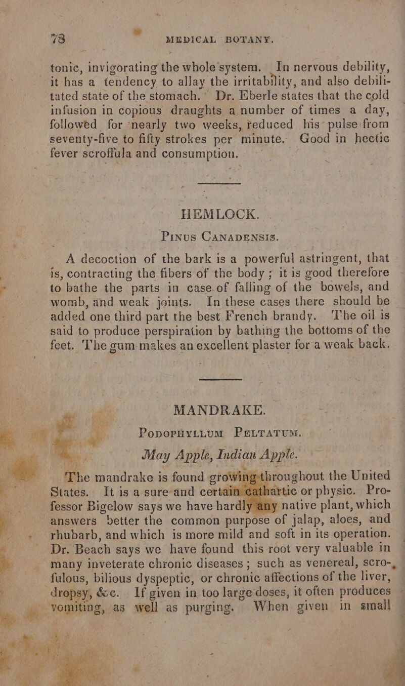 73 “ wmpicaL BOTANY. tonic, invigorating the whole’system. _In nervous debility, it has a tendency to allay the irritability, and also debili- tated state of the stomach.’ Dr. Eberle states that the cold infusion in copious draughts a number of times a day, followed for ‘nearly two weeks, reduced his’ pulse from seventy-five to fifty strokes per minute. Good in hectic fever scroffula and consumption. HEMLOCK. Pinus CANADENSIS. A decoction of the bark is a powerful astringent, that is, contracting the fibers of the body ; it is good therefore , to bathe the parts in case.of falling of the bowels, and i womb, and weak joints. In these cases there should be - added one third part the best French brandy. ‘The oil is | said to produce perspiration by bathing the bottoms of the feet. ‘The gum-makes an excellent plaster for a weak back. eae ae MANDRAKE. : ; am Ml i PopopHyLttum Pe.rarum. sae 4 May Apple, Indian Apple. ‘The mandrake is found growing-throughout the United States. ‘It is a sure-and certal artic or physic. Pro- a fessor Bigelow says we have hardly any native plant, which P answers better the common purpose of jalap, aloes, and «rhubarb, and which is more mild and soft in its operation. ‘ _ Dr. Beach says we have found this root very valuable in \ many inveterate chronic diseases ; such as venereal, scro-, -fulous, bilious dyspeptic, or chronic affections of the liver, dropsy, &amp;c. If given in too large doses, it often produces - vomiting, as well as purging. When given in small