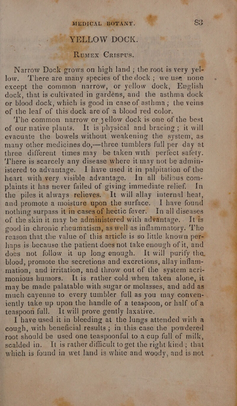 YELLOW DOCK. — * » Romex Crispus. : Narrow Dock grows on high land ; the root is very yo low. ‘There are many species of the dock ; we use none except the common narrow, or yellow dock, English dock, that is cultivated in gardens, and the asthma dock or blood dock, which is good in case of asthma; the veins of the leaf of this dock are of -a blood red color. ‘The common narrow or yellow dock is one of the best of our native plants. It is physical and bracing ; it will evacuate the bowels without. weakening the system, as many other medicines do,—three tumblers full per day at three different times may be taken with perfect safety. ‘here is scarcely any disease where it may not be admin- istered to advantage. I have used it in palpitation of the heart with very visible advantage. In all bilious com- plaints it has never failed of giving immediate relief. In the piles it always relieves. It will allay internal heat, and promote a moisture upon the surface. I have found nothing surpass it in cases of hectic fever. In all diseases of the skin it may be administe ered with advantage. It is good in chronic rheumatism, as well as inflammatory. The reason that the value of this article is so little known per- haps is because the patient does not take enough of it, and does not follow it up long enough. It will purify the. blood, promote the secretions and excretions, allay inflam- mation, and irritation, and throw out of the system acri- monious humors. It is rather cold when taken alone, it may be made palatable with sugar or molasses, and add as iently take up upon the handle of a teaspoon, or half of a teaspoon full. It will prove gently laxative. I have used it in bleeding at the lungs attended with a cough, with beneficial results ; in this case the powdered root should be used one teaspoonful to a cup full of milk, scalded in. It is rather difficult to get the right kind; that - which is found in wet land is white and woody, and ts not
