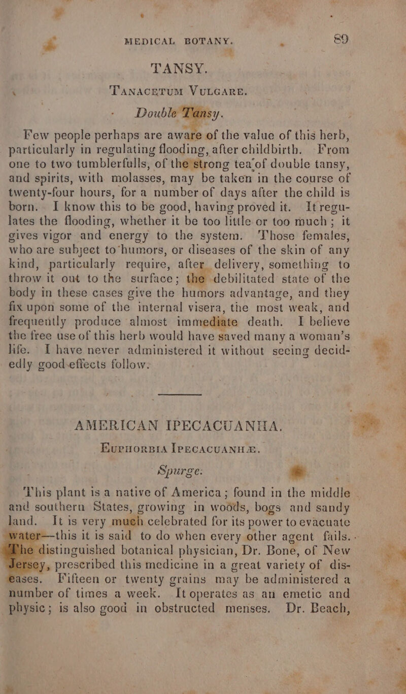 é MEDICAL BOTANY. ‘ 8&amp;9 TANSY. ‘ 'TANACETUM VULGARE. Double Tansy. Few people perhaps are aware of the value of this herb, particularly in regulating flooding, after childbirth. From one to two tumblerfulls, of the strong tea‘of double tansy, and spirits, with molasses, may be taken in the course of twenty-four hours, for a number of days after the child is born. I know this to be good, having proved it. It regu- lates the flooding, whether it be too little or too much ; it gives vigor and energy to the system. Those females, who are subject to ‘humors, or diseases of the skin of any kind, particularly require, after delivery, something to throw it out to the surface; debilitated state of the body in these cases give the humors advantage, and they fix upon some of the internal visera, the most weak, and frequently produce almost immediate death. I believe the free use of this herb would have saved many a woman’s life. Ihave never administered it without seeing decid- edly good-effects follow. AMERICAN IPECACUANTA. Eurenorsia [PECACUANHS. Spurge: * and southern States, growing in woods, bogs and sandy land. It is very mueh celebrated for its power to evacuate distinguished botanical physician, Dr. Bone, of New y, prescribed this medicine in a great variety of dis- Fifteen or twenty grains may be administered a number of times a week. It operates as an emetic and physic; is also good in obstructed menses. Dr. Beach,