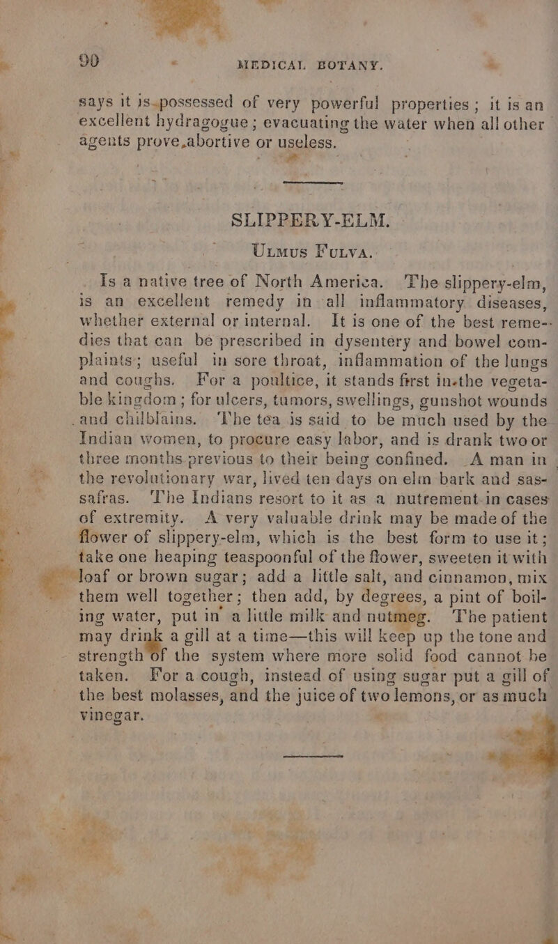 says it is.possessed of very powerful properties ; it is an ; excellent hydragogue ; evacuating the water when all other : agents prove, abortive ¢ or useless. um od SLIPPER Y-ELM. Uumus Futva. Is a native tree of North America. The slippery- elm, - is an excellent remedy in all inflammatory diseases, : whether external or internal. It is one of the best reme-- P dies that can be prescribed in dysentery and bowel com- plaints; useful in sore throat, inflammation of the lungs 4 and coughs. For a poultice, ‘it stands first inethe vegeta- ble kingdom; for ulcers, tumors, swellings, gunshot wounds and chilblains. ‘The tea is said to be much used by the. Indian women, to pragure easy labor, and is drank two or three months. previous to their being confined. _A man in. Be the revolutionary war, lived ten days on elm bark and sas- Baan safras. The Indians resort to it as a nutrement-in cases of extremity. A very valuable drink may be made of the flower of slippery-elm, which is the best form to use it; take one heaping teaspoonfal of the flower, sweeten it with aaa or brown sugar; add a little salt, and cinnamon, mix them well together ; then add, by degrees, a pint of boil- ‘ ing water, put in a little milk: and nutmeg. ‘The patient may drink a gill at a time—this will keep up the tone and | strength of the system where more solid food cannot be taken. For a-cough, instead of using sugar put a gill of the best molasses, and the j juice of two lemons, or as much vinegar. i