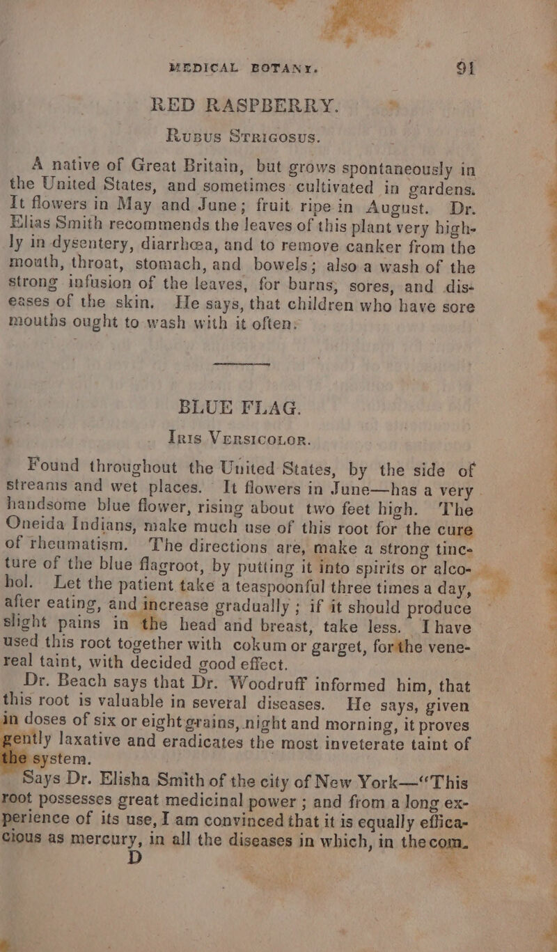 : MEDICAL BOTANY. Of . RED RASPBERRY. Me { Rusus Srricosus. A native of Great Britain, but grows spontaneously in | the United States, and sometimes cultivated in gardens. 4 It flowers in May and June; fruit. ripe in August. Dr. Elias Smith recommends the leaves of this plant very high- F ly in dysentery, diarrhea, and to remove canker from the ‘ mouth, throat, stomach, and bowels; also.a wash of the . strong infusion of the leaves, for burns, sores, and diss d eases of the skin. He says, that children who have sore *y mouths ought to wash with it often: ‘ . | BLUE FLAG. . Iris Versicoior. 2 j Found throughout the United States, by the side of Streanis and wet places. It flowers in June—has a very handsome blue flower, rising about two feet high. The Oneida Indians, make much use of this root for the cure of rheumatism. The directions are, make a strong tinc- ture of the blue flagroot, by putting it into spirits or alco- hol. Let the patient take a teaspoonful three times a day, — after eating, and increase gradually ; if it should produce slight pains in he head and breast, take less. Ihave used this root together with cokumor garget, forthe vene- real taint, with decided good effect. Dr. Beach says that Dr. Woodruff informed him, that this root is valuable in several diseases. He says, given in doses of six or eight grains, night and morning, it proves ently laxative and eradicates the most inveterate taint of stem. . Says Dr. Elisha Smith of the city of New York—“This root possesses great medicinal power ; and fromalong ex- _ ; perience of its use, I am convinced that it is equally effica- ; cious as mercury, in all the diseases in which, in the com. — D &lt; f ‘ a F