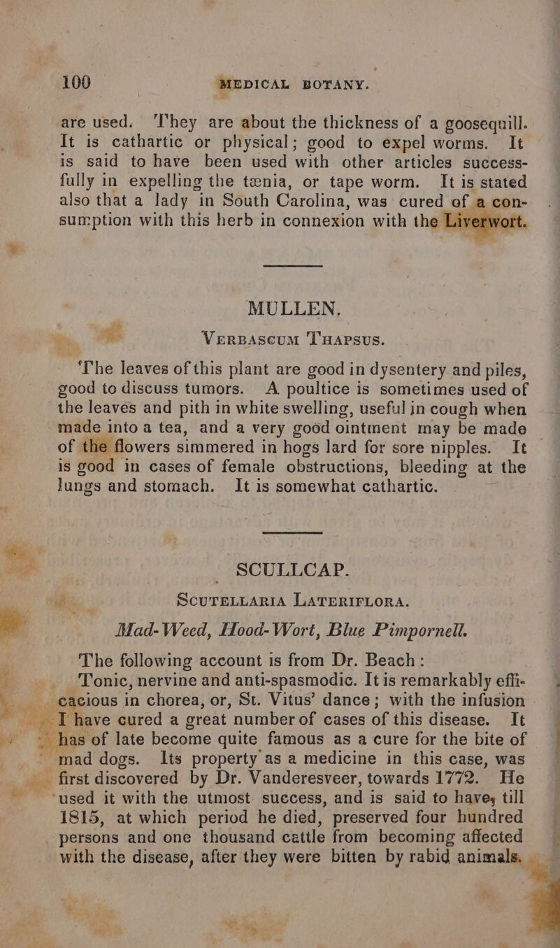 pe iad 100 ‘MEDICAL BOTANY. ¥ It is cathartic or physical; good to expel worms. It is said to have been used with other articles success- fully in expelling the tenia, or tape worm. It is stated also that a lady in South Carolina, was cured | sumption with this herb in connexion with the MULLEN. ifs ‘The leaves of this plant are good in dysentery and piles, good to discuss tumors. A poultice is sometimes used of the leaves and pith in white swelling, useful in cough when of the flowers simmered in hogs lard for sore nipples. It is good in cases of female obstructions, bleeding at the Jungs and stomach. It is somewhat cathartic. - SCULLCAP. a Scure.tarra LaTERIFLoRA. Mad-Weed, Hood-Wort, Blue Pimpornell. The following account is from Dr. Beach: ‘Tonic, nervine and anti-spasmodic. It is remarkably effi- cacious in chorea, or, St. Vitus’ dance; with the infusion as of late become quite famous as a cure for the bite of mad dogs. Its property as a medicine in this case, was 1815, at which period he died, preserved four hundred persons and one thousand cattle from becoming affected ie 0 Whip