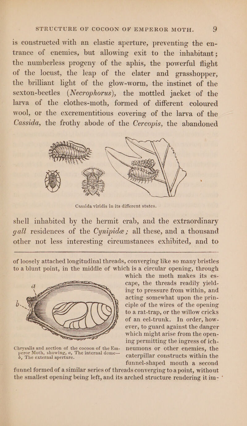 is constructed with an elastic aperture, preventing the en- trance of enemies, but allowing exit to the inhabitant; the numberless progeny of the aphis, the powerful flight of the locust, the leap of the elater and grasshopper, the briliant light of the glow-worm, the instinct of the sexton-beetles (Necrophorus), the mottled jacket of the larva of the clothes-moth, formed of different coloured wool, or the excrementitious covering of the larva of the Cassida, the frothy abode of the Cercopis, the abandoned Cassida viridis in its different states. shell inhabited by the hermit crab, and the extraordinary gall residences of the Cynipide ; all these, and a thousand other not less interesting circumstances exhibited, and to of loosely attached longitudinal threads, converging like so many bristles to a blunt point, in the middle of which is a circular opening, through which the moth makes its es- cape, the threads readily yield- ing to pressure from within, and acting somewhat upon the prin- ciple of the wires of the opening to a rat-trap, or the willow cricks of an eel-trunk. In order, how- ever, to guard against the danger which might arise from the open- ing permitting the ingress of ich- Chrysalis and section of the cocoon of theEm- neumons or other enemies, the Maes cricen Caos. internal dome— Caterpillar constructs within the funnel-shaped mouth a second funnel formed of a similar series of threads converging toa point, without the smallest opening being left, and its arched structure rendering it im- *