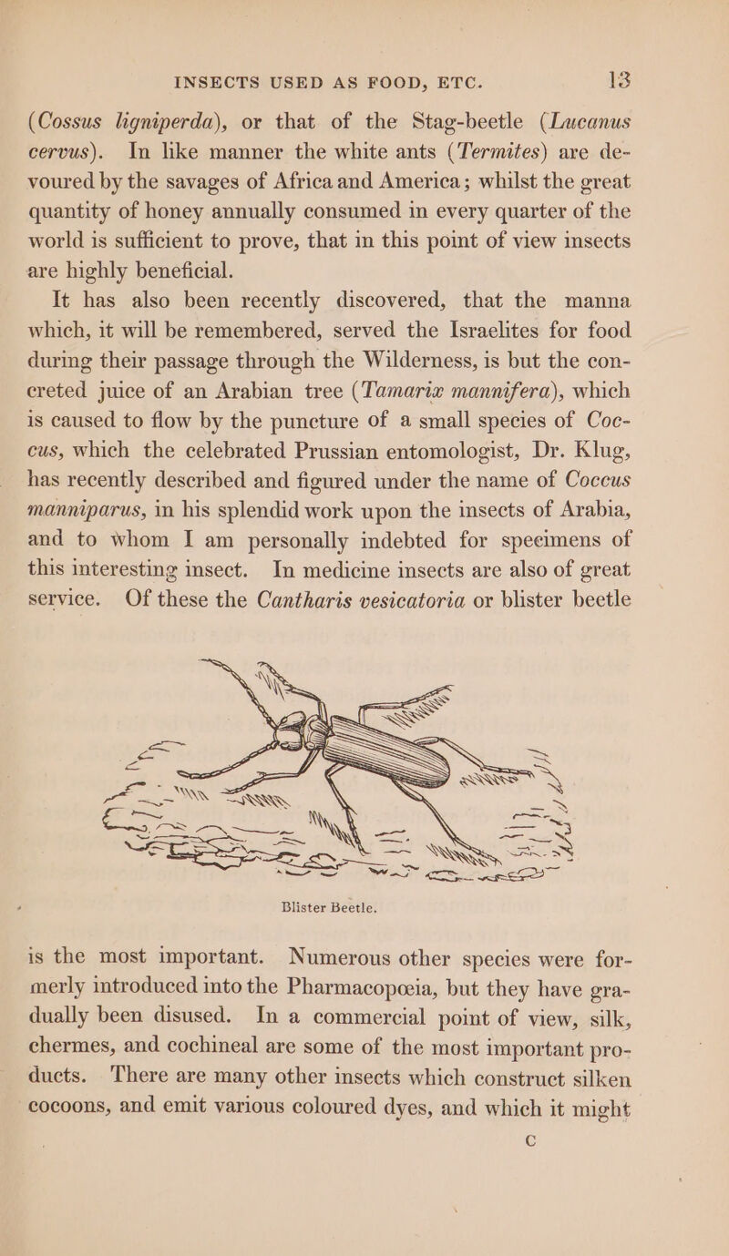 (Cossus ligniperda), or that of the Stag-beetle (Lucanus cervus). In like manner the white ants (Termites) are de- voured by the savages of Africa and America; whilst the great quantity of honey annually consumed in every quarter of the world is sufficient to prove, that m this point of view insects are highly beneficial. It has also been recently discovered, that the manna which, it will be remembered, served the Israelites for food during their passage through the Wilderness, is but the con- creted juice of an Arabian tree (Tamarix mannifera), which is caused to flow by the puncture of a small species of Coc- cus, which the celebrated Prussian entomologist, Dr. Klug, has recently described and figured under the name of Coccus manniparus, in his splendid work upon the insects of Arabia, and to whom I am personally indebted for specimens of this interesting insect. In medicine insects are also of great service. Of these the Cantharis vesicatoria or blister beetle is the most important. Numerous other species were for- merly introduced into the Pharmacopeeia, but they have gra- dually been disused. In a commercial point of view, silk, chermes, and cochineal are some of the most important pro- ducts. There are many other insects which construct silken cocoons, and emit various coloured dyes, and which it might C