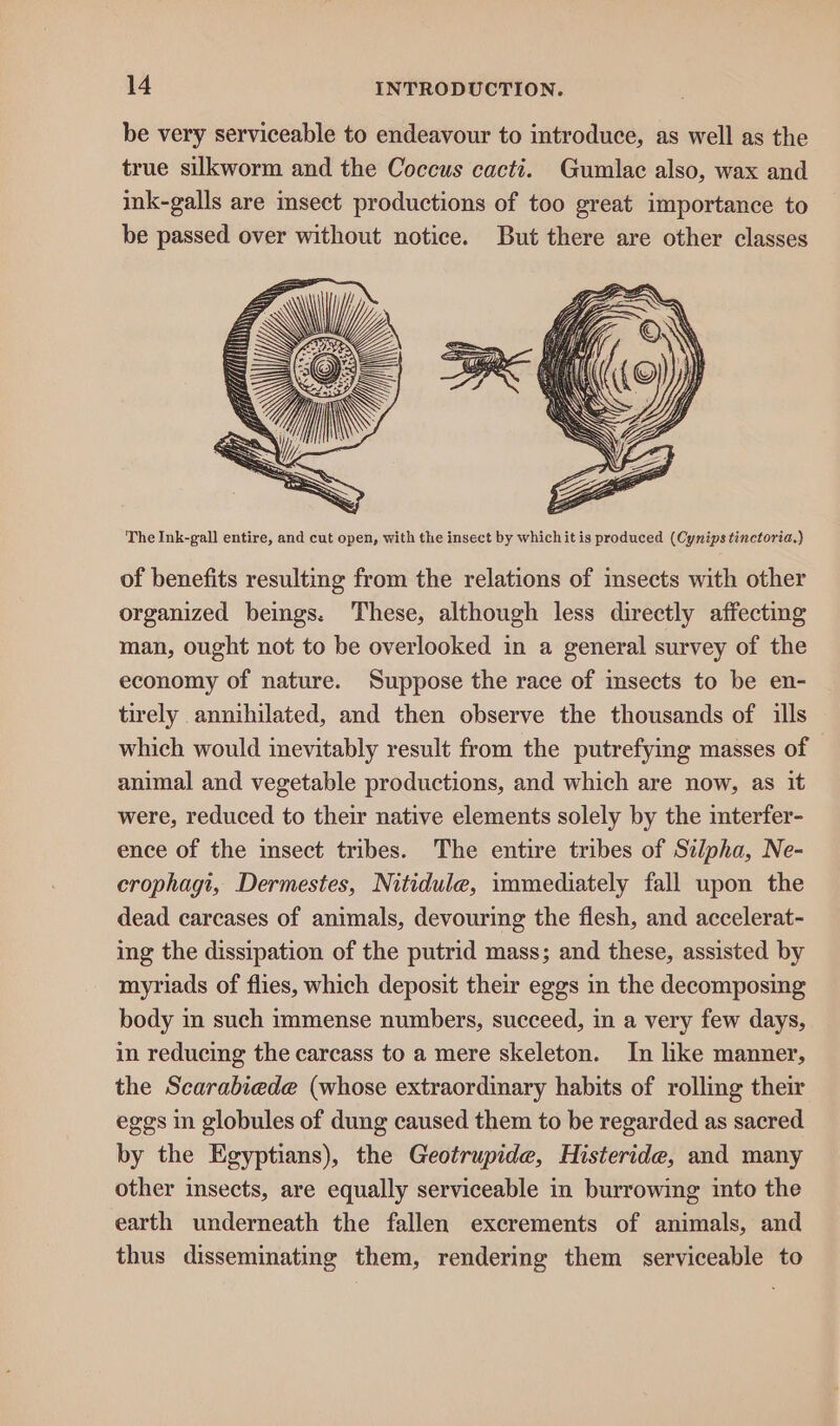 be very serviceable to endeavour to introduce, as well as the true silkworm and the Coccus cacti. Gumlac also, wax and ink-galls are sect productions of too great importance to be passed over without notice. But there are other classes The Ink-gall entire, and cut open, with the insect by whichit is produced (Cynipstinctoria.) of benefits resulting from the relations of insects with other organized beings. These, although less directly affecting man, ought not to be overlooked in a general survey of the economy of nature. Suppose the race of imsects to be en- tirely annihilated, and then observe the thousands of ills which would inevitably result from the putrefying masses of animal and vegetable productions, and which are now, as it were, reduced to their native elements solely by the interfer- ence of the insect tribes. The entire tribes of Silpha, Ne- crophagi, Dermestes, Nitidule, immediately fall upon the dead carcases of animals, devouring the flesh, and accelerat- ing the dissipation of the putrid mass; and these, assisted by myriads of flies, which deposit their eggs in the decomposing body in such immense numbers, succeed, in a very few days, in reducing the carcass to a mere skeleton. In hke manner, the Scarabiede (whose extraordinary habits of rolling their eggs in globules of dung caused them to be regarded as sacred by the Egyptians), the Geotrupide, Histeride, and many other insects, are equally serviceable in burrowing into the earth underneath the fallen excrements of animals, and thus disseminating them, rendering them serviceable to