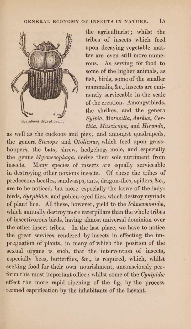 the agriculturist; whilst the tribes of insects which feed upon decaying vegetable mat- ter are even still more nume- rous. As serving for food to some of the higher animals, as fish, birds, some of the smaller mammalia, &amp;c., insects are emi- nently serviceable in the scale of the creation. Amongst birds, the shrikes, and the genera Sylvia, Motacilla, Anthus, Cer- thia, Muscicapa, and Hirundo, as well as the cuckoos and pies; and amongst quadrupeds, the genera Stenops and Ofolicnus, which feed upon grass- hoppers, the bats, shrew, hedgehog, mole, and especially the genus Myrmecophaga, derive their sole nutriment from insects. Many species of insects are equally serviceable . In destroying other noxious insects. Of these the tribes of predaceous beetles, sandwasps, ants, dragon-flies, spiders, &amp;c., are to be noticed, but more especially the larvee of the lady- birds, Syrphide, and golden-eyed flies, which destroy myriads of plant lice. All these, however, yield to the Ichneumonide, which annually destroy more caterpillars than the whole tribes of insectivorous birds, having almost universal dominion over the other insect tribes. In the last place, we have to notice the great services rendered by insects in effecting the im- pregnation of plants, in many of which the position of the sexual organs is such, that the intervention of insects, especially bees, butterflies, &amp;c., is required, which, whilst seeking food for their own nourishment, unconsciously per- form this most important office ; whilst some of the Cynipide effect the more rapid ripening of the fig, by the process termed caprification by the inhabitants of the Levant.