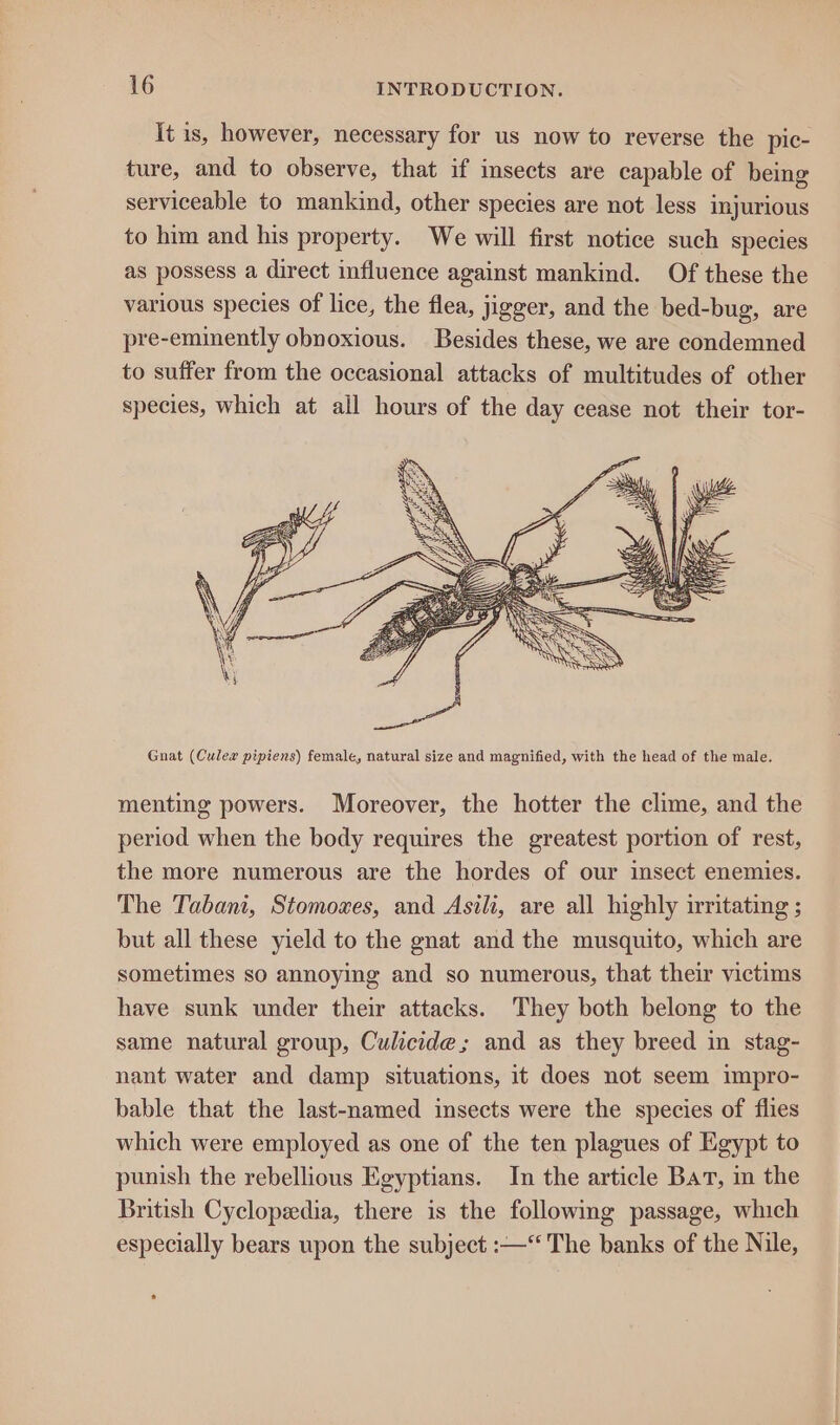 It is, however, necessary for us now to reverse the pic- ture, and to observe, that if insects are capable of being serviceable to mankind, other species are not less injurious to him and his property. We will first notice such species as possess a direct influence against mankind. Of these the various species of lice, the flea, jigger, and the bed-bug, are pre-eminently obnoxious. Besides these, we are condemned to suffer from the occasional attacks of multitudes of other species, which at all hours of the day cease not their tor- Gnat (Culex pipiens) female, natural size and magnified, with the head of the male. menting powers. Moreover, the hotter the clime, and the period when the body requires the greatest portion of rest, the more numerous are the hordes of our insect enemies. The Tabant, Stomowxes, and Asili, are all highly irritating ; but all these yield to the gnat and the musquito, which are sometimes so annoying and so numerous, that their victims have sunk under their attacks. They both belong to the same natural group, Culicide; and as they breed in stag- nant water and damp situations, it does not seem impro- bable that the last-named insects were the species of flies which were employed as one of the ten plagues of Egypt to punish the rebellious Egyptians. In the article Bat, m the British Cyclopedia, there is the following passage, which especially bears upon the subject :— The banks of the Nile,