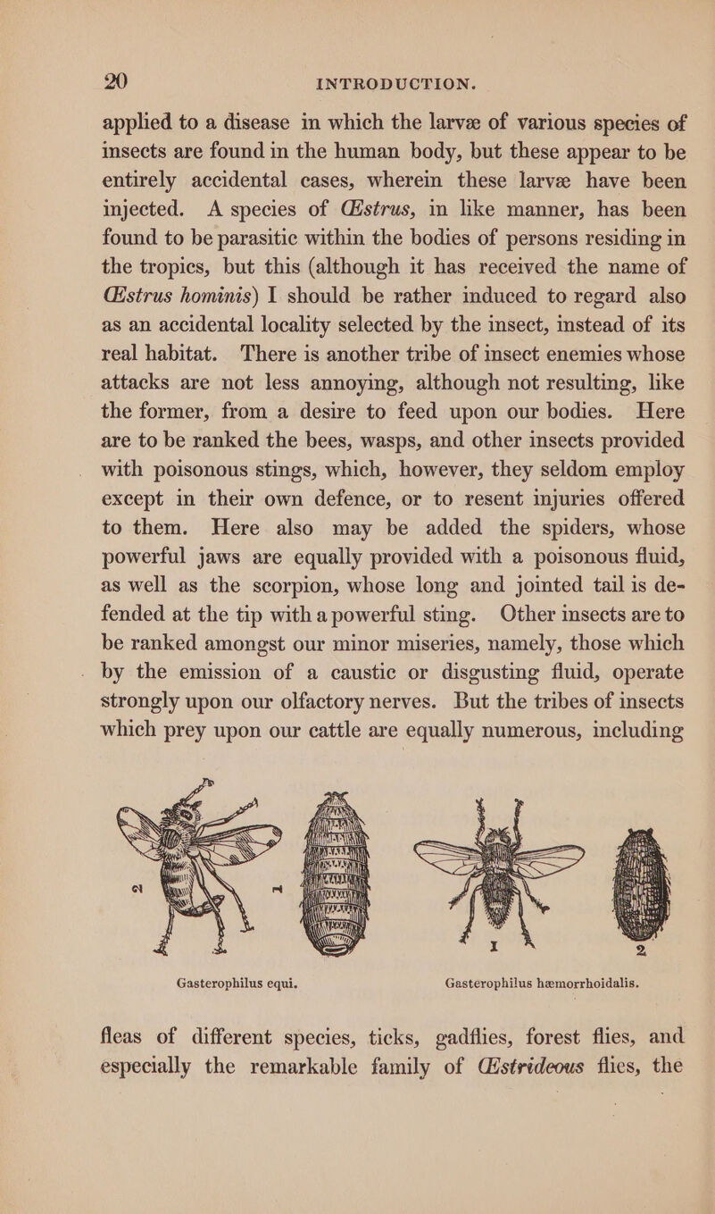 applied to a disease in which the larvee of various species of insects are found in the human body, but these appear to be entirely accidental cases, wherein these larve have been injected. A species of Cistrus, in like manner, has been found to be parasitic within the bodies of persons residing in the tropics, but this (although it has received the name of (Estrus hominis) I should be rather induced to regard also as an accidental locality selected by the insect, instead of its real habitat. There is another tribe of insect enemies whose attacks are not less annoying, although not resulting, like the former, from a desire to feed upon our bodies. Here are to be ranked the bees, wasps, and other insects provided with poisonous stings, which, however, they seldom employ except in their own defence, or to resent injuries offered to them. Here also may be added the spiders, whose powerful jaws are equally provided with a poisonous fluid, as well as the scorpion, whose long and jointed tail is de- fended at the tip with a powerful sting. Other insects are to be ranked amongst our minor miseries, namely, those which - by the emission of a caustic or disgusting fluid, operate strongly upon our olfactory nerves. But the tribes of insects which prey upon our cattle are equally numerous, including fleas of different species, ticks, gadflies, forest flies, and especially the remarkable family of Cistrideous flies, the