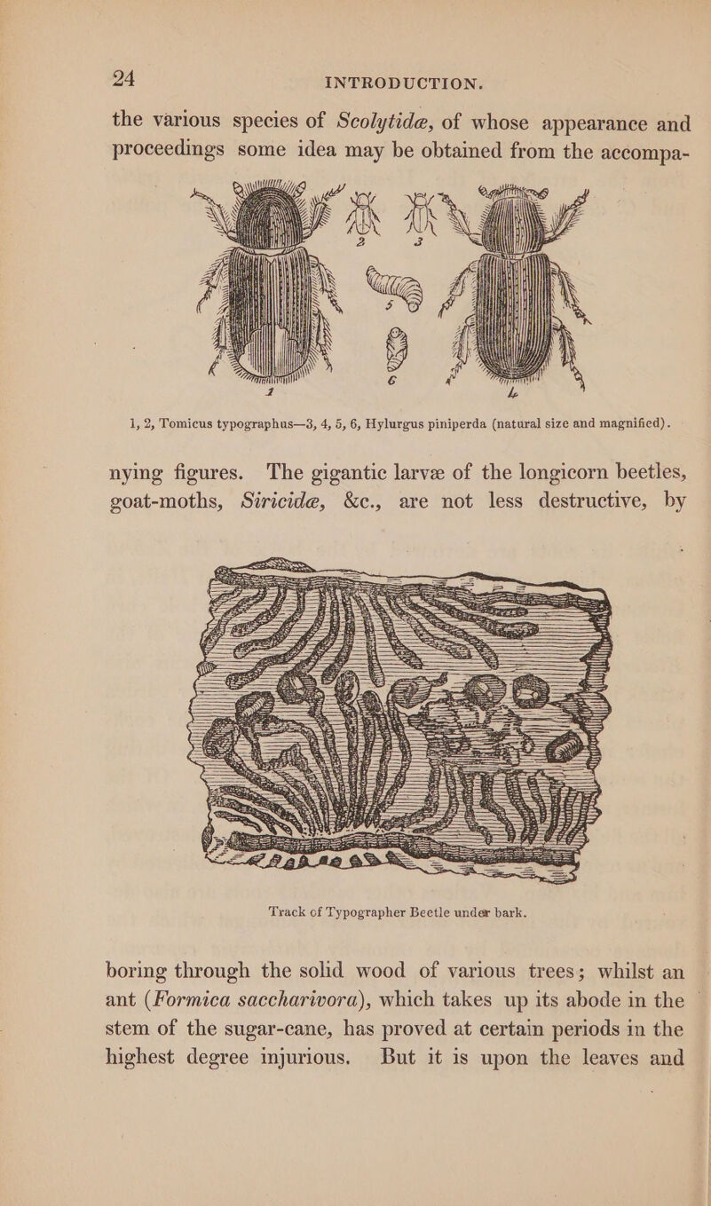 the various species of Scolytide, of whose appearance and proceedings some idea may be obtained from the accompa- 1, 2, Tomicus typographus—3, 4, 5, 6, Hylurgus piniperda (natural size and magnified). nying figures. The gigantic larve of the longicorn beetles, goat-moths, Siricide, &c., are not less destructive, by boring through the solid wood of various trees; whilst an ant (Formica saccharivora), which takes up its abode in the stem of the sugar-cane, has proved at certain periods in the highest degree injurious. But it is upon the leaves and