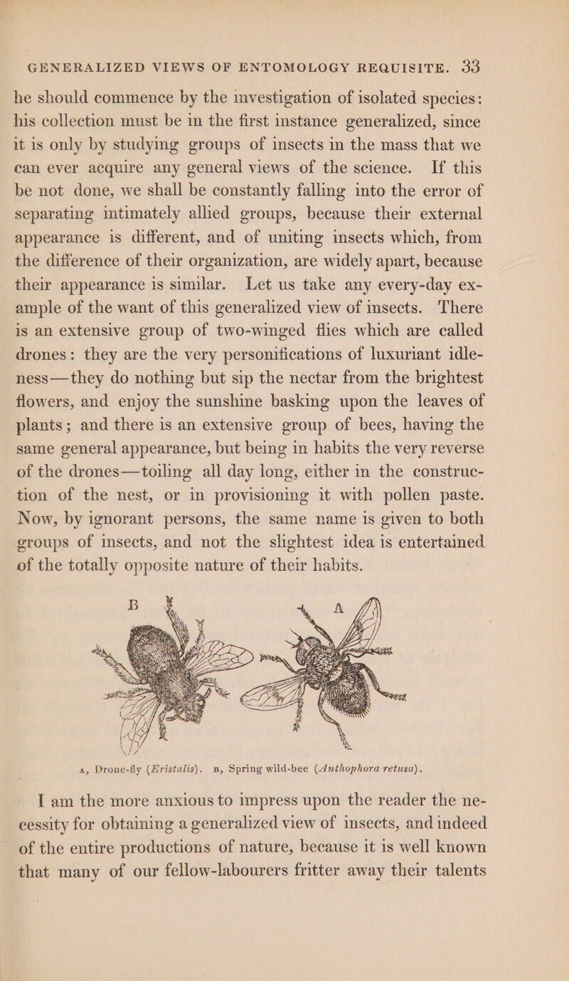 he should commence by the investigation of isolated species: his collection must be in the first instance generalized, since it is only by studymg groups of insects in the mass that we can ever acquire any general views of the science. If this be not done, we shall be constantly falling into the error of separating intimately allied groups, because their external appearance is different, and of unitmg insects which, from the difference of their organization, are widely apart, because their appearance is similar. Let us take any every-day ex- ample of the want of this generalized view of insects. There is an extensive group of two-winged flies which are called drones: they are the very personifications of luxuriant idle- ness—they do nothing but sip the nectar from the brightest flowers, and enjoy the sunshine basking upon the leaves of plants; and there is an extensive group of bees, having the same general appearance, but being in habits the very reverse of the drones—toiling all day long, either in the construc- tion of the nest, or in provisioning it with pollen paste. Now, by ignorant persons, the same name is given to both groups of insects, and not the slightest idea is entertaimed of the totally opposite nature of their habits. A, Drone-fly (Hristalis). Bs, Spring wild-bee (Anthophora retusa). I am the more anxious to impress upon the reader the ne- cessity for obtaining a generalized view of insects, and indeed of the entire productions of nature, because it is well known that many of our fellow-labourers fritter away their talents