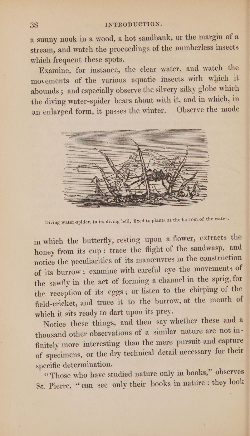 a sunny nook in a wood, a hot sandbank, or the margin of a stream, and watch the proceedings of the numberless insects which frequent these spots. Examine, for instance, the clear water, and watch the movements of the various aquatic insects with which it abounds ; and especially observe the silvery silky globe which the diving water-spider bears about with it, and in which, in an enlarged form, it passes the winter. Observe the mode Diving water-spider, in its diving bell, fixed to plants at the bottom of the water. in which the butterfly, resting upon a flower, extracts the honey from its cup: trace the flight of the sandwasp, and notice the peculiarities of its manoeuvres in the construction of its burrow: examine with careful eye the movements of the sawfly in the act of forming a channel in the sprig, for the reception of its eggs; or listen to the chirping of the field-cricket, and trace it to the burrow, at the mouth of which it sits ready to dart upon its prey. Notice these things, and then say whether these and a thousand other observations of a similar nature are not in- finitely more interesting than the mere pursuit and capture of specimens, or the dry technical detail necessary for their specific determination. «Those who have studied nature only in books,” observes St. Pierre, “can see only their books in nature : they look