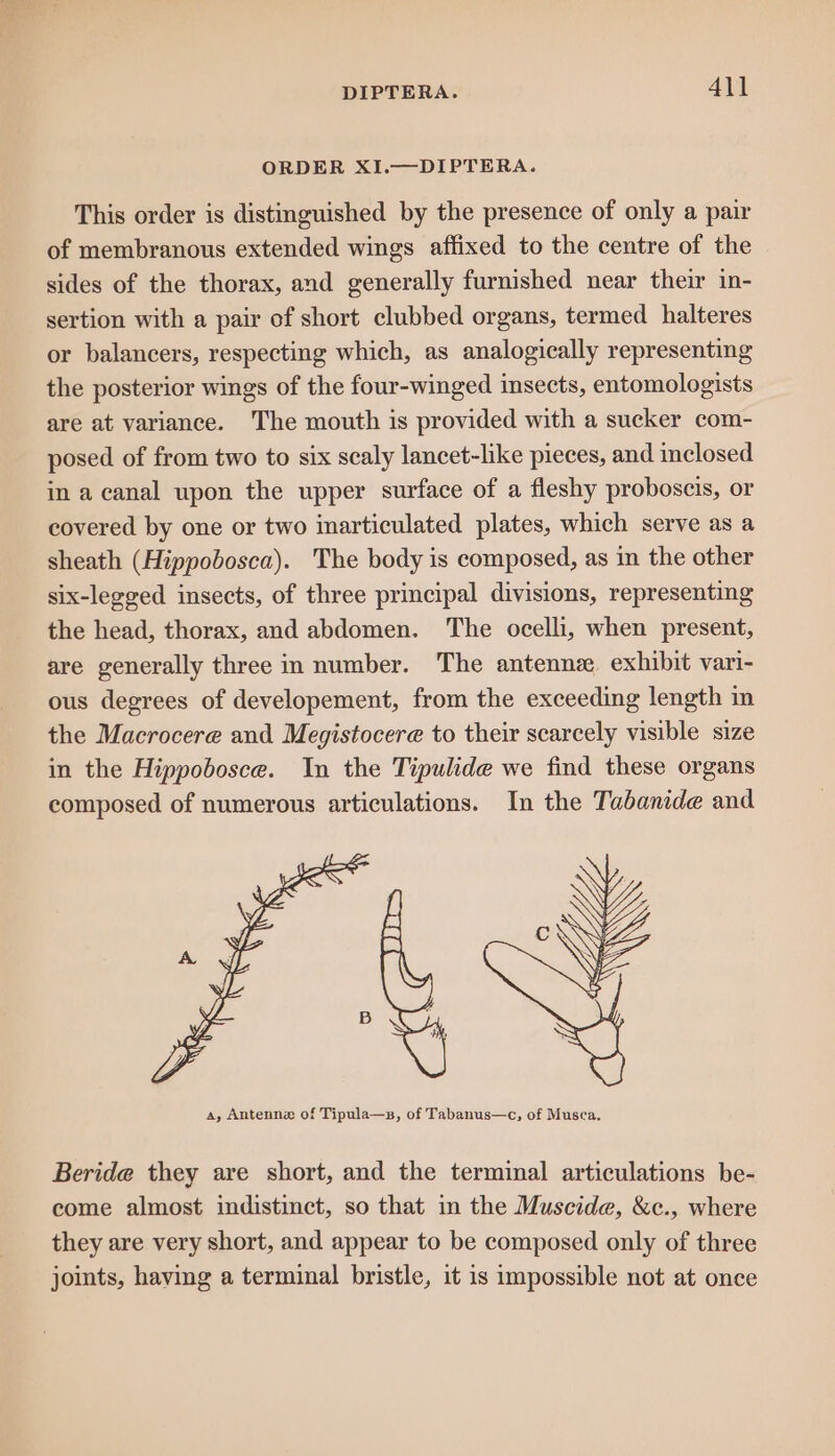DIPTERA. 41] ORDER XI.—DIPTERA. This order is distinguished by the presence of only a pair of membranous extended wings affixed to the centre of the sides of the thorax, and generally furnished near their in- sertion with a pair of short clubbed organs, termed halteres or balancers, respecting which, as analogically representing the posterior wings of the four-winged insects, entomologists are at variance. The mouth is provided with a sucker com- posed of from two to six scaly lancet-like pieces, and inclosed in a canal upon the upper surface of a fleshy proboscis, or covered by one or two inarticulated plates, which serve as a sheath (Hippobosca). The body is composed, as in the other six-legged insects, of three principal divisions, representing the head, thorax, and abdomen. The ocelli, when present, are generally three in number. The antennz exhibit vari- ous degrees of developement, from the exceeding length in the Macrocere and Megistocere to their scarcely visible size in the Hippobosce. In the Tipulide we find these organs composed of numerous articulations. In the Tabanide and a, Antenne of Tipula—s, of Tabanus—c, of Musca. Beride they are short, and the terminal articulations be- come almost indistinct, so that in the Muscide, &amp;c., where they are very short, and appear to be composed only of three joints, having a terminal bristle, it is impossible not at once