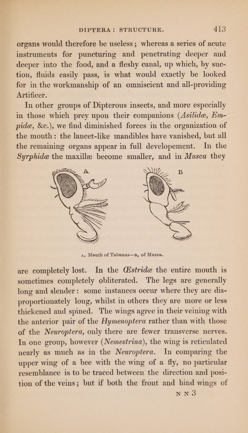 organs would therefore be useless ; whereas a series of acute instruments for puncturmg and penetratmg deeper and deeper into the food, and a fleshy canal, up which, by suc- tion, fluids easily pass, is what would exactly be looked for in the workmanship of an omniscient and all-providing Artificer. } In other groups of Dipterous insects, and more especially in those which prey upon their companions (Asilide, Em- pide, &c.), we find diminished forces in the organization of the mouth: the lancet-like mandibles have vanished, but all the remaining organs appear in full developement. In the Syrphide the maxille become smaller, and in Musca they are completely lost. In the Mistride the entire mouth is sometimes completely obliterated. The legs are generally long and slender: some instances occur where they are dis- proportionately long, whilst in others they are more or less thickened and spined. The wings agree in their veming with the anterior pair of the Hymenoptera rather than with those of the Neuroptera, only there are fewer transverse nerves. In one group, however (Nemestrina), the wing 1s reticulated nearly as much as in the Neuroptera. In comparing the upper wing of a bee with the wing of a fly, no particular resemblance is to be traced between the direction and posi- tion of the veins; but if both the front and hind wings of NNO