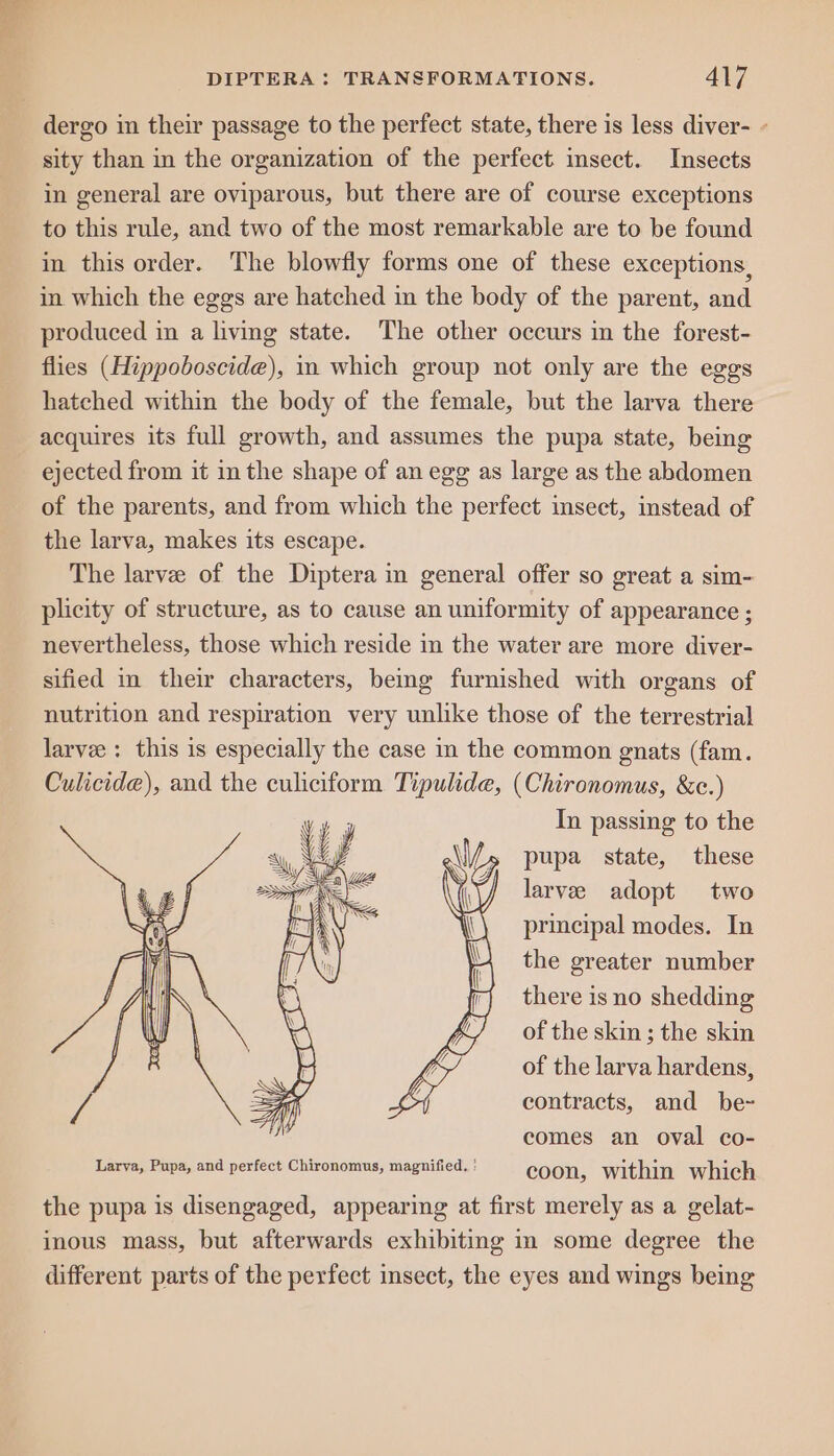 dergo in their passage to the perfect state, there is less diver- - sity than in the organization of the perfect insect. Insects in general are oviparous, but there are of course exceptions to this rule, and two of the most remarkable are to be found in this order. The blowfly forms one of these exceptions, in which the eggs are hatched in the body of the parent, and produced in a living state. The other occurs in the forest- flies (Hippoboscide), in which group not only are the eggs hatched within the body of the female, but the larva there acquires its full growth, and assumes the pupa state, being ejected from it in the shape of an egg as large as the abdomen of the parents, and from which the perfect insect, instead of the larva, makes its escape. The larve of the Diptera in general offer so great a sim- plicity of structure, as to cause an uniformity of appearance ; nevertheless, those which reside in the water are more diver- sified in their characters, bemg furnished with organs of nutrition and respiration very unlike those of the terrestrial larvee : this is especially the case in the common gnats (fam. Culicide), and the culiciform Tipulide, (Chironomus, &c.) f In passing to the pupa state, these larvee adopt two principal modes. In the greater number there is no shedding of the skin ; the skin of the larva hardens, contracts, and be- comes an oval co- Larva, Pupa, and perfect Chironomus, magnified, ' coon, within which the pupa is disengaged, appearing at first merely as a gelat- inous mass, but afterwards exhibiting in some degree the different parts of the perfect insect, the eyes and wings being
