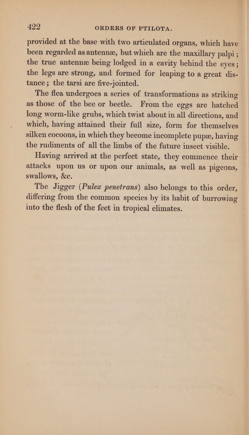 provided at the base with two articulated organs, which have been regarded as antennz, but which are the maxillary palpi ; the true antenne being lodged in a cavity behind the eyes ; the legs are strong, and formed for leaping to a great dis-_ tance; the tarsi are five-jointed. The flea undergoes a series of transformations as striking as those of the bee or beetle. From the eggs are hatched long worm-like grubs, which twist about in all directions, and which, having attained their full size, form for themselves silken cocoons, in which they become incomplete pupz, having the rudiments of all the limbs of the future insect visible. Having arrived at the perfect state, they commence their attacks upon us or upon our animals, as well as pigeons, swallows, &c. The Jigger (Pulex penetrans) also belongs to this order, differmg from the common species by its habit of burrowing into the flesh of the feet in tropical climates.