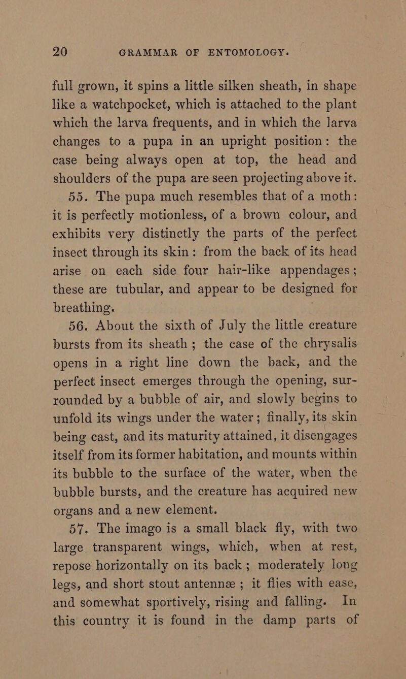 full grown, it spins a little silken sheath, in shape like a watchpocket, which is attached to the plant which the larva frequents, and in which the larva changes to a pupa in an upright position: the case being always open at top, the head and shoulders of the pupa are seen projecting above it. 55. The pupa much resembles that of a moth: it is perfectly motionless, of a brown colour, and exhibits very distinctly the parts of the perfect insect through its skin: from the back of its head arise on each side four hair-like appendages ; these are tubular, and appear to be designed for breathing. . 56. About the sixth of July the little creature bursts from its sheath ; the case of the chrysalis opens in a right line down the back, and the perfect insect emerges through the opening, sur- rounded by a bubble of air, and slowly begins to unfold its wings under the water; finally, its skin being cast, and its maturity attained, it disengages itself from its former habitation, and mounts within its bubble to the surface of the water, when the bubble bursts, and the creature has acquired new organs and a new element. 57. The imago is a small black fly, with two large transparent wings, which, when at rest, — repose horizontally on its back ; moderately long legs, and short stout antenne ; it flies with ease, and somewhat sportively, rising and falling. In this country it is found in the damp parts of