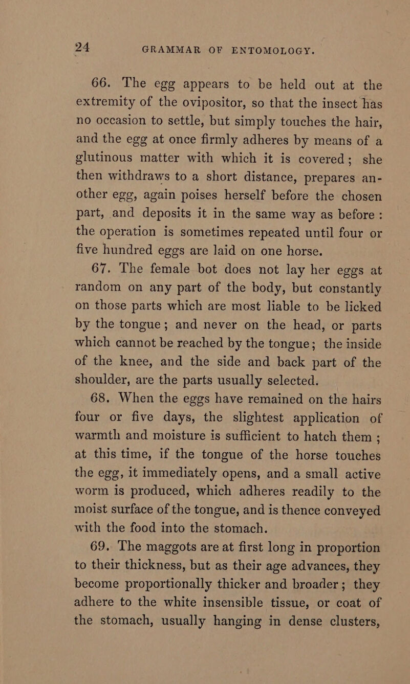 66. The egg appears to be held out at the extremity of the ovipositor, so that the insect has no occasion to settle, but simply touches the hair, and the egg at once firmly adheres by means of a glutinous matter with which it is covered; she then withdraws to a short distance, prepares an- other egg, again poises herself before the chosen part, and deposits it in the same way as before : the operation is sometimes repeated until four or five hundred eggs are laid on one horse. 67. The female bot does not lay her eggs at random on any part of the body, but constantly on those parts which are most liable to be licked by the tongue; and never on the head, or parts which cannot be reached by the tongue; the inside of the knee, and the side and back part of the shoulder, are the parts usually selected. 68. When the eggs have remained on the hairs four or five days, the slightest application of warmth and moisture is sufficient to hatch them ; at this time, if the tongue of the horse touches the egg, it immediately opens, and a small active worm is produced, which adheres readily to the moist surface of the tongue, and is thence conveyed with the food into the stomach. 69. The maggots are at first long in proportion to their thickness, but as their age advances, they become proportionally thicker and broader; they adhere to the white insensible tissue, or coat of the stomach, usually hanging in dense clusters,