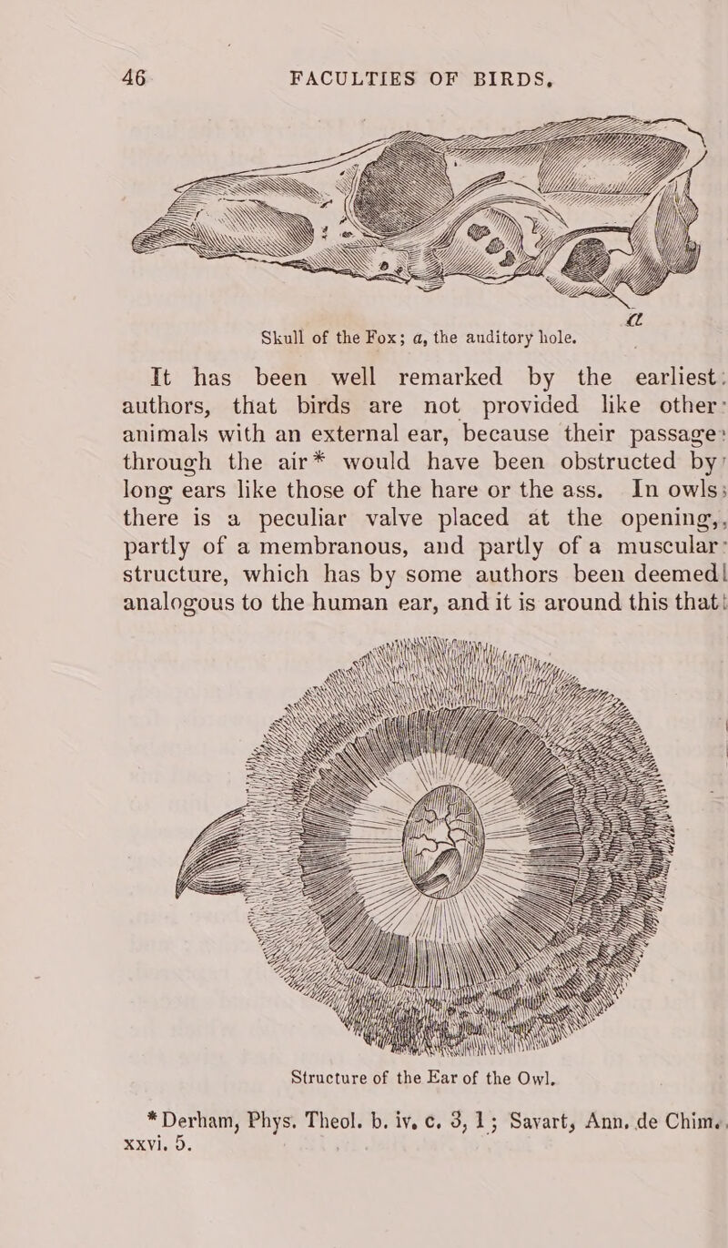 Da ea (1S S SSS =~ r S £ VY Skull of the Fox; a, the anditory hole. It has been well remarked by the earliest: authors, that birds are not provided like other: animals with an external ear, because their passage: through the air* would have been obstructed by’ long ears like those of the hare or the ass. In owls; there is a peculiar valve placed at the opening,, partly of a membranous, and partly of a muscular: structure, which has by some authors been deemed! analogous to the human ear, and it is around this that! NIN ED \ Wnt Nat THAN) NK a Ss -, SY ZEA NSS te 3 ty ath | Nn Ni \ LAIN Tian ee Sl oi Hie WAAR Ne Hes WW UME JE Data \ tt \\ \ 2 A | | \ y iN yA Structure of the Ear of the Owl. *Derham, Phys. Theol. b. iv. ¢. 3,15; Savart, Ann, de Chim. XXVi. 0. ,