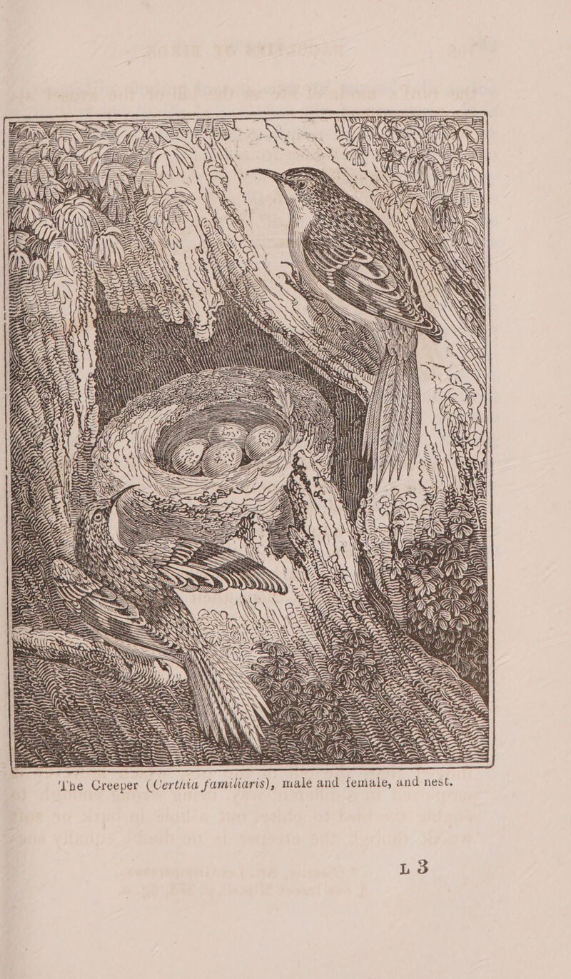 a = iS Se \\)6 = y ay ( \ z SAY Ke SS eR = oa ( PAGS SHEN ‘he Creeper (Certhia familiaris), male and female, and nest. L 3