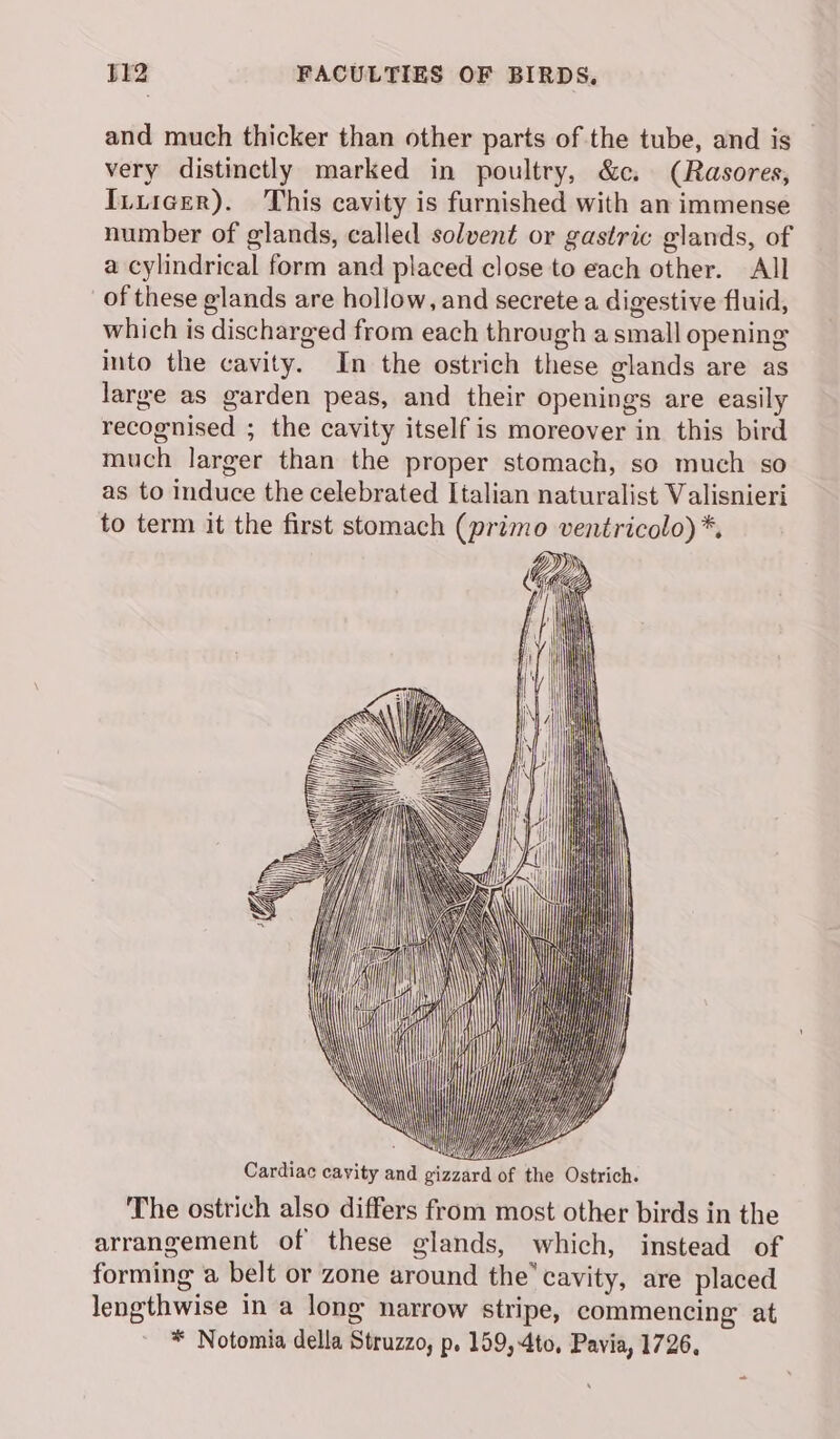 and much thicker than other parts of the tube, and is very distinctly marked in poultry, &amp;c. (Rasores, Ituicer). This cavity is furnished with an immense number of glands, called solvent or gastric glands, of a cylindrical form and placed close to each other. All of these glands are hollow, and secrete a digestive fluid, which is discharged from each through a small opening into the cavity. In the ostrich these glands are as large as garden peas, and their openings are easily recognised ; the cavity itself is moreover in this bird much larger than the proper stomach, so much so as to induce the celebrated Italian naturalist Valisnieri to term it the first stomach (primo ventricolo) *. Cardiac cavity and gizzard of the Ostrich. The ostrich also differs from most other birds in the arrangement of these glands, which, instead of forming a belt or zone around the’ cavity, are placed lengthwise in a long narrow stripe, commencing at * Notomia della Struzzo, p. 159,-4to, Pavia, 1726,