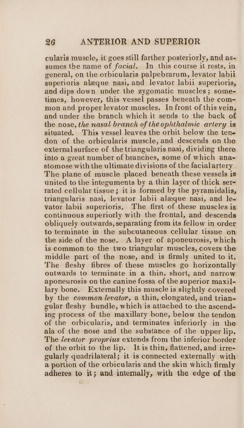 cularis muscle, it goes still farther posteriorly, and as- sumes the name of facial. In this course it rests, in general, on the orbicularis palpebrarum, levator labil superioris aleque nasi, and levator labii superioris, and dips down under the zygomatic muscles; some- times, however, this vessel passes beneath the com- mon and proper levator muscles. In front of this vein, and under the branch which it sends to the back of the nose, the nasal branch of the ophthalmic artery is situated. This vessel leaves the orbit below the tene don of the orbicularis muscle, and descends on the external surface of the triangularis nasi, dividing there into a great number of branches, some of which ana- stomose with the ultimate divisions of the facial artery The plane of muscle placed beneath these vessels is united to the integuments by a thin layer of thick ser- rated cellular tissue; it is formed by the pyramidalis, triangularis nasi, levator labii aleeque nasi, and le~ vator labii superioris. The first of these muscles is continuous superiorly with the frontal, and descends obliquely outwards, separating from its fellow in order to terminate in the subcutaneous cellular tissue on the side of the nose. A layer of aponeurosis, which is common to the two triangular muscles, covers the middle part of the nose, and is firmly united to it. The fleshy fibres of these muscles go horizontally outwards to terminate in a thin, short, and narrow aponeurosis on the canine fossa of the superior maxil- lary bone. Externally this muscle is slightly covered by the common levator, a thin, elongated, and trian- gular fleshy bundle, which is attached to the ascend- ing process of the maxillary bone, below the tendon of the orbicularis, and terminates inferiorly in the ala of the nose and the substance of the upper lip. The levator proprius extends from the inferior border of the orbit to the lip. It is thin, flattened, and irre- gularly quadrilateral; it is connected externally with a portion of the orbicularis and the skin which firmly adheres to it; and internally, with the edge of the