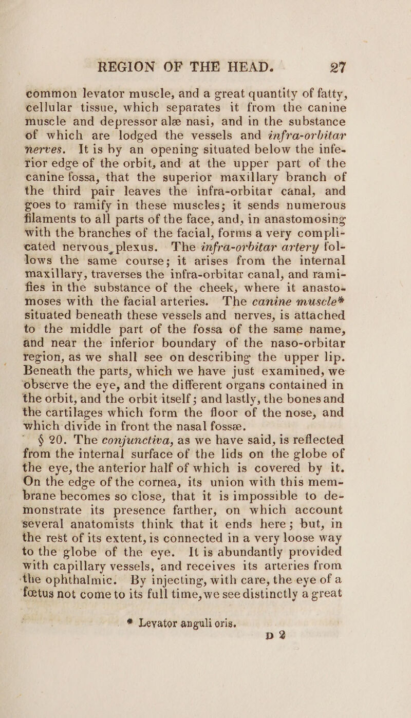 common levator muscle, and a great quantity of fatty, cellular tissue, which separates it from the canine muscle and depressor ale nasi, and in the substance of which are lodged the vessels and infra-orbitar nerves. It is by an opening situated below the infe- Tior edge of the orbit, and at the upper part of the canine fossa, that the superior maxillary branch of the third pair leaves the infra-orbitar canal, and goes to ramify in these muscles; it sends numerous filaments to all parts of the face, and, in anastomosing with the branches of the facial, forms a very compli- cated nervous, plexus. The infra-orbitar artery tol- lows the same course; it arises from the internal maxillary, traverses the infra-orbitar canal, and rami- fies in the substance of the cheek, where it anasto» moses with the facial arteries. The canine muscle* situated beneath these vessels and nerves, is attached to the middle part of the fossa of the same name, and near the inferior boundary of the naso-orbitar region, as we shall see on describing the upper lip. Beneath the parts, which we have just examined, we ‘observe the eye, and the different organs contained in the orbit, and the orbit itself; and lastly, the bones and the cartilages which form the floor of the nose, and which divide in front the nasal fossze. § 20. The conjunctiva, as we have said, is reflected from the internal surface of the lids on the globe of the eye, the anterior half of which is covered by it. On the edge of the cornea, its union with this mem- brane becomes so close, that it is impossible to de- monstrate its presence farther, on which account several anatomists think that it ends here; but, in the rest of its extent, is connected in a very loose way to the globe of the eye. It is abundantly provided with capillary vessels, and receives its arteries from ‘the ophthalmic. By injecting, with care, the eye of a ‘fetus not come to its full time, we see distinctly a great * Leyator anguli oris. D 2