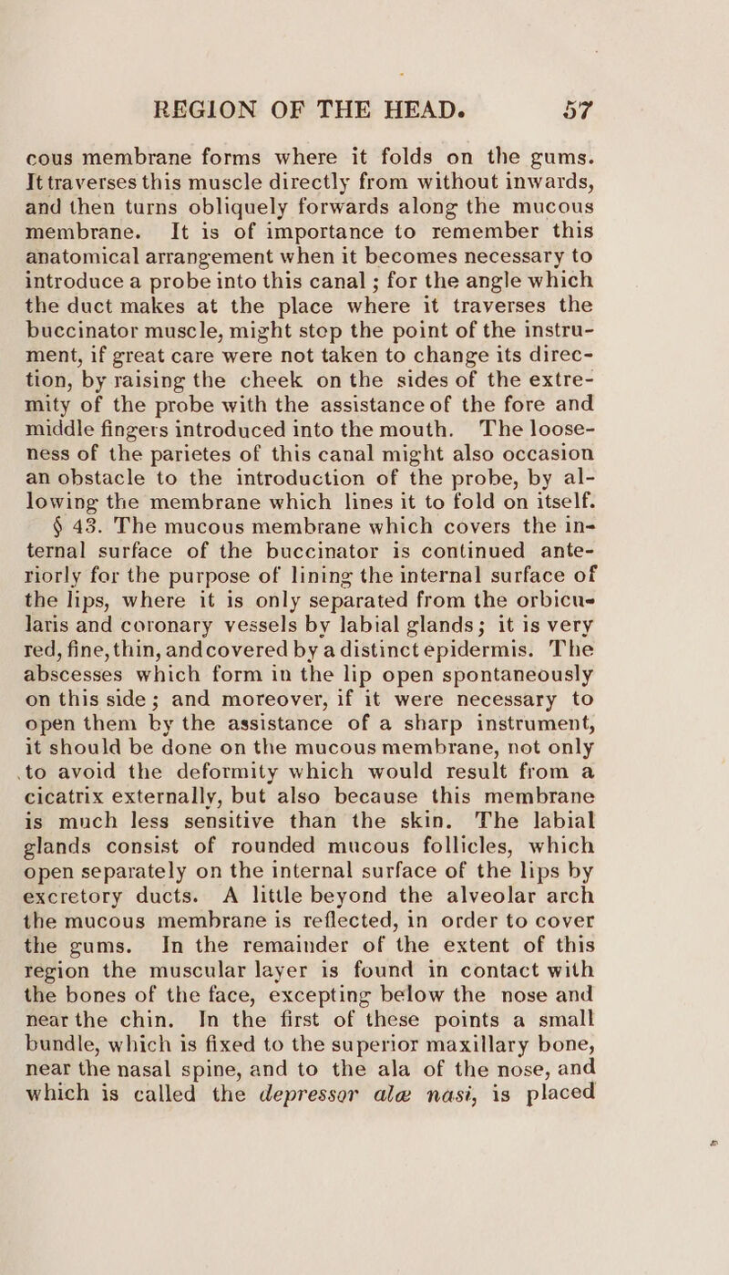 cous membrane forms where it folds on the gums. It traverses this muscle directly from without inwards, and then turns obliquely forwards along the mucous membrane. It is of importance to remember this anatomical arrangement when it becomes necessary to introduce a probe into this canal ; for the angle which the duct makes at the place where it traverses the buccinator muscle, might step the point of the instru- ment, if great care were not taken to change its direc- tion, by raising the cheek onthe sides of the extre- mity of the probe with the assistance of the fore and middle fingers introduced into the mouth. The loose- ness of the parietes of this canal might also occasion an obstacle to the introduction of the probe, by al- lowing the membrane which lines it to fold on itself. § 43. The mucous membrane which covers the in- ternal surface of the buccinator is continued ante- riorly for the purpose of lining the internal surface of the lips, where it is only separated from the orbicue laris and coronary vessels by labial glands; it is very red, fine, thin, andcovered by adistinct epidermis. The abscesses which form in the lip open spontaneously on this side ; and moreover, if it were necessary to open them by the assistance of a sharp instrument, it should be done on the mucous membrane, not only .to avoid the deformity which would result from a cicatrix externally, but also because this membrane is much less sensitive than the skin. The labial glands consist of rounded mucous follicles, which open separately on the internal surface of the lips by excretory ducts. A little beyond the alveolar arch the mucous membrane is reflected, in order to cover the gums. In the remainder of the extent of this region the muscular layer is found in contact with the bones of the face, excepting below the nose and nearthe chin. In the first of these points a small bundle, which is fixed to the superior maxillary bone, near the nasal spine, and to the ala of the nose, and which is called the depressor ale nasi, is placed