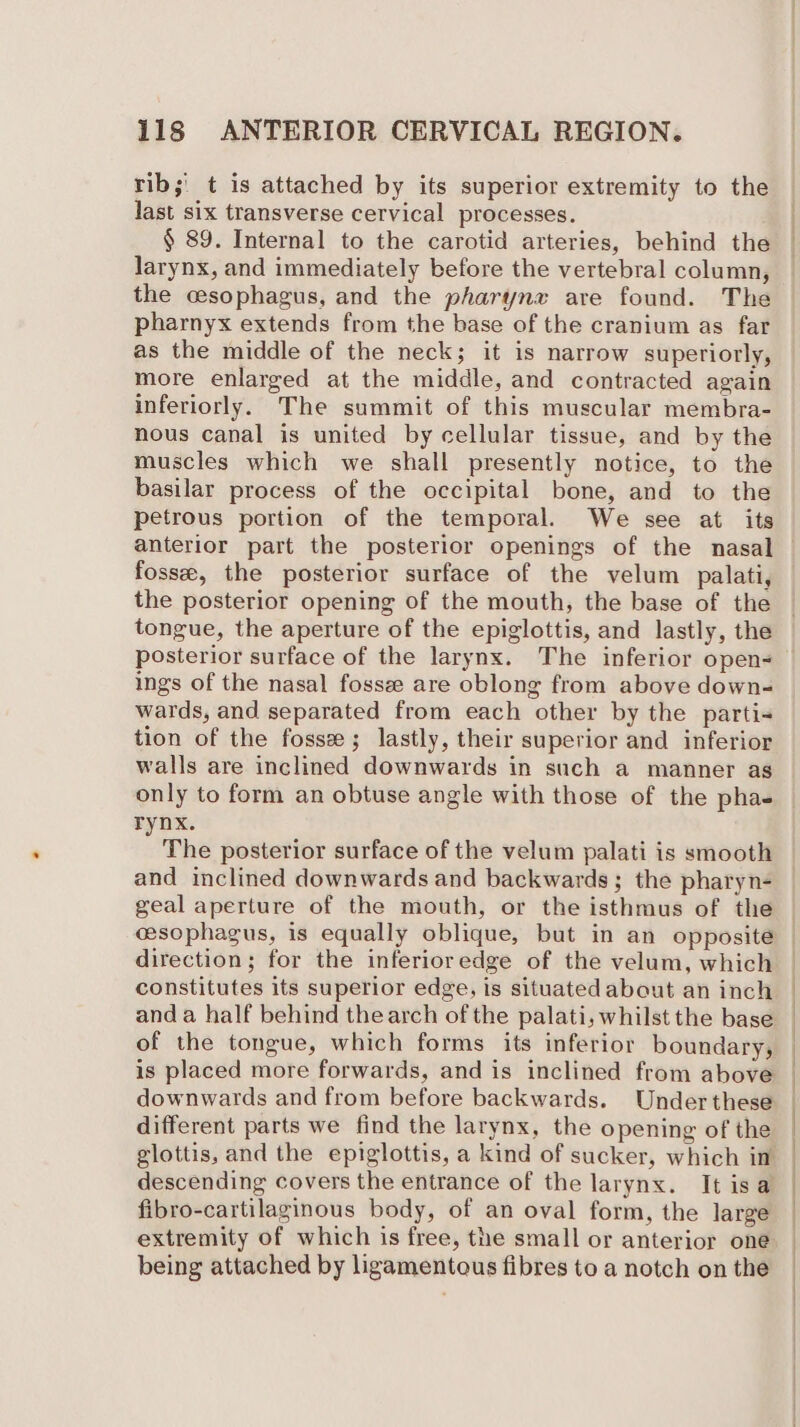 rib;' t is attached by its superior extremity to the last six transverse cervical processes. § 89. Internal to the carotid arteries, behind the larynx, and immediately before the vertebral column, the cesophagus, and the pharyna are found. The pharnyx extends from the base of the cranium as far as the middle of the neck; it is narrow superiorly, more enlarged at the middle, and contracted again inferiorly. The summit of this muscular membra- nous canal is united by cellular tissue, and by the muscles which we shall presently notice, to the basilar process of the occipital bone, and to the petrous portion of the temporal. We see at its fosse, the posterior surface of the velum palati, the posterior opening of the mouth, the base of the posterior surface of the larynx. The inferior open- ings of the nasal fossee are oblong from above down- wards, and separated from each other by the partis tion of the fossz; lastly, their superior and inferior walls are inclined downwards in such a manner as only to form an obtuse angle with those of the phae rynx. The posterior surface of the velum palati is smooth and inclined downwards and backwards; the pharyn- geal aperture of the mouth, or the isthmus of the esophagus, is equally oblique, but in an opposite direction; for the inferioredge of the velum, which constitutes its superior edge, is situatedabout an inch anda half behind thearch of the palati, whilst the base of the tongue, which forms its inferior boundary, is placed more forwards, and is inclined from above downwards and from before backwards. Under these different parts we find the larynx, the opening of the glottis, and the epiglottis, a kind of sucker, which in descending covers the entrance of the larynx. It isa fibro-cartilaginous body, of an oval form, the large extremity of which is free, the small or anterior one being attached by ligamentous fibres to a notch on the