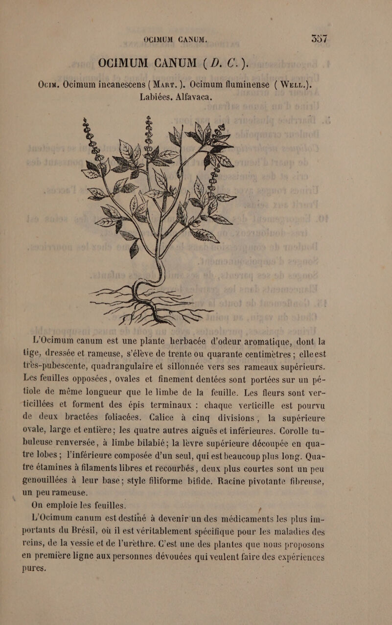 ot Ce Ti OCIMUM CANUM. L'Ocimum canum est une plante herbacée d’odeur aromatique, dont la tige, dressée et rameuse, s’élève de trente ou quarante centimètres ; elleest tres-pubescente, quadrangulaire et sillonnée vers ses rameaux supérieurs. Les feuilles opposées , ovales et finement dentées sont portées sur un pé- tiole de même longueur que le limbe de la feuille. Les fleurs sont ver- ticillées et forment des épis terminaux : chaque verticille est pourvu de deux bractées foliacées. Calice à cinq divisions, la supérieure ovale, large et entière; les quatre autres aiguës et inférieures. Corolle tu- buleuse renversée, à limbe bilabié; la lèvre supérieure découpée en qua- tre lobes ; l’inférieure composée d’un seul, qui est beaucoup plus long. Qua- tre étamines à filaments libres et recourbés, deux plus courtes sont un peu genouillées à leur base; style filiforme bifide. Racine pivotante fibreuse, un peu rameuse. On emploie les feuilles. / L'Ocimum canum est destiné à devenir un des médicaments les plus im- portants du Brésil, où il est véritablement spécifique pour les maladies des reins, de la vessie et de l’urèthre. C’est une des plantes que nous proposons en première ligne aux personnes dévouées qui veulent faire des expériences pures.