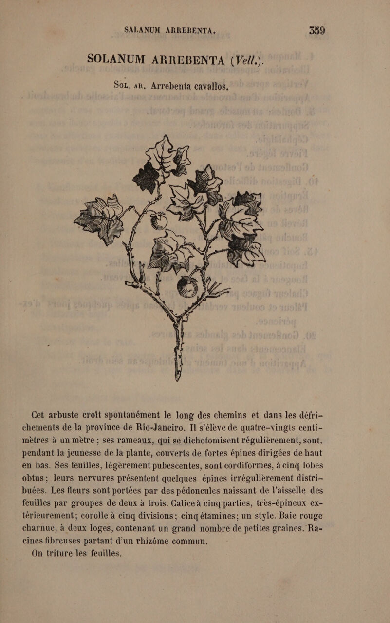 SOLANUM ARREBENTA (Ve/l.). SoL, AR, Arrebenta cavallos. Cet arbuste croît spontanément le long des chemins et dans les défri- chements de la province de Rio-Janeiro. I s'élève de quatre-vingts centi- mètres à un mètre ; ses rameaux, qui se dichotomisent régulièrement, sont, pendant la jeunesse de la plante, couverts de fortes épines dirigées de haut en bas. Ses feuilles, légèrement pubescentes, sont cordiformes, à cinq lobes obtus; leurs nervures présentent quelques épines irrégulièrement distri- buées. Les fleurs sont portées par des pédoncules naissant de l’aisselle des feuilles par groupes de deux à trois. Calice à cinq parties, très-épineux ex- térieurement; corolle à cinq divisions; cinq étamines; un style. Baie rouge charnue, à deux loges, contenant un grand nombre de petites graines. Ra- cines fibreuses partant d’un rhizôme commun, On triture les feuilles.