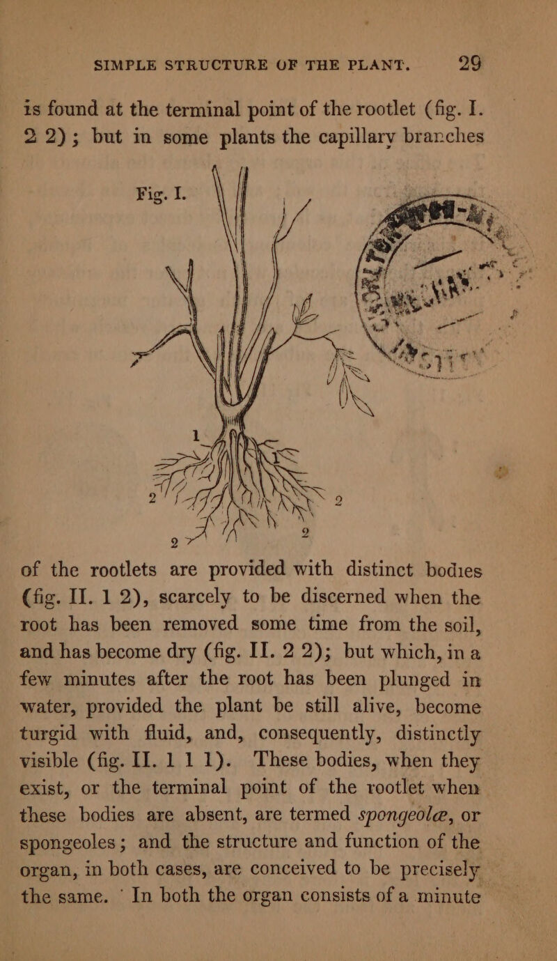 is found at the terminal point of the rootlet (fig. I. 22); but in some plants the capillary branches of the rootlets are provided with distinct bodies (fig. II. 1 2), scarcely to be discerned when the root has been removed some time from the soil, and has become dry (fig. II. 2 2); but which, ina few minutes after the root has been plunged in water, provided the plant be still alive, become turgid with fluid, and, consequently, distinctly visible (fig. II. 1 11). These bodies, when they exist, or the terminal point of the rootlet when these bodies are absent, are termed spongedle, or spongeoles; and the structure and function of the organ, in both cases, are conceived to be precisely the same. In both the organ consists of a minute