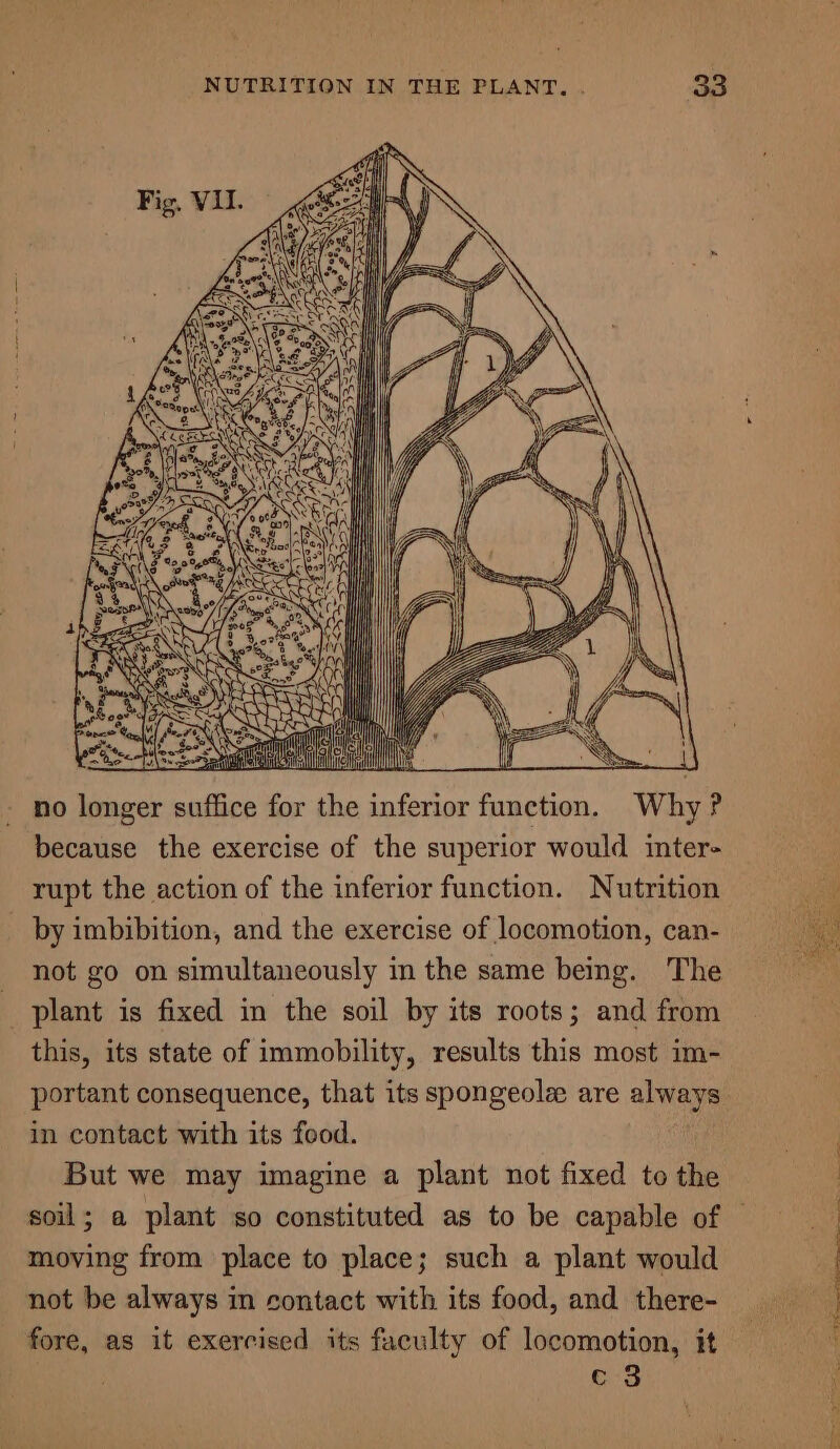 533 S255 HH} ] HAA om att ey He a MW ete A nil Mh Gj Saat no longer suffice for the inferior function. Why? because the exercise of the superior would inter- rupt the action of the inferior function. Nutrition by imbibition, and the exercise of locomotion, can- not go on simultaneously in the same being. The plant is fixed in the soil by its roots; and from this, its state of immobility, results this most im- portant consequence, that its spongeole are always in contact with its food. But we may imagine a plant not fixed to the soil; a plant so constituted as to be capable of moving from place to place; such a plant would not be always m contact with its food, and there- fore, as it exercised its faculty of locomotion, it c 3 See